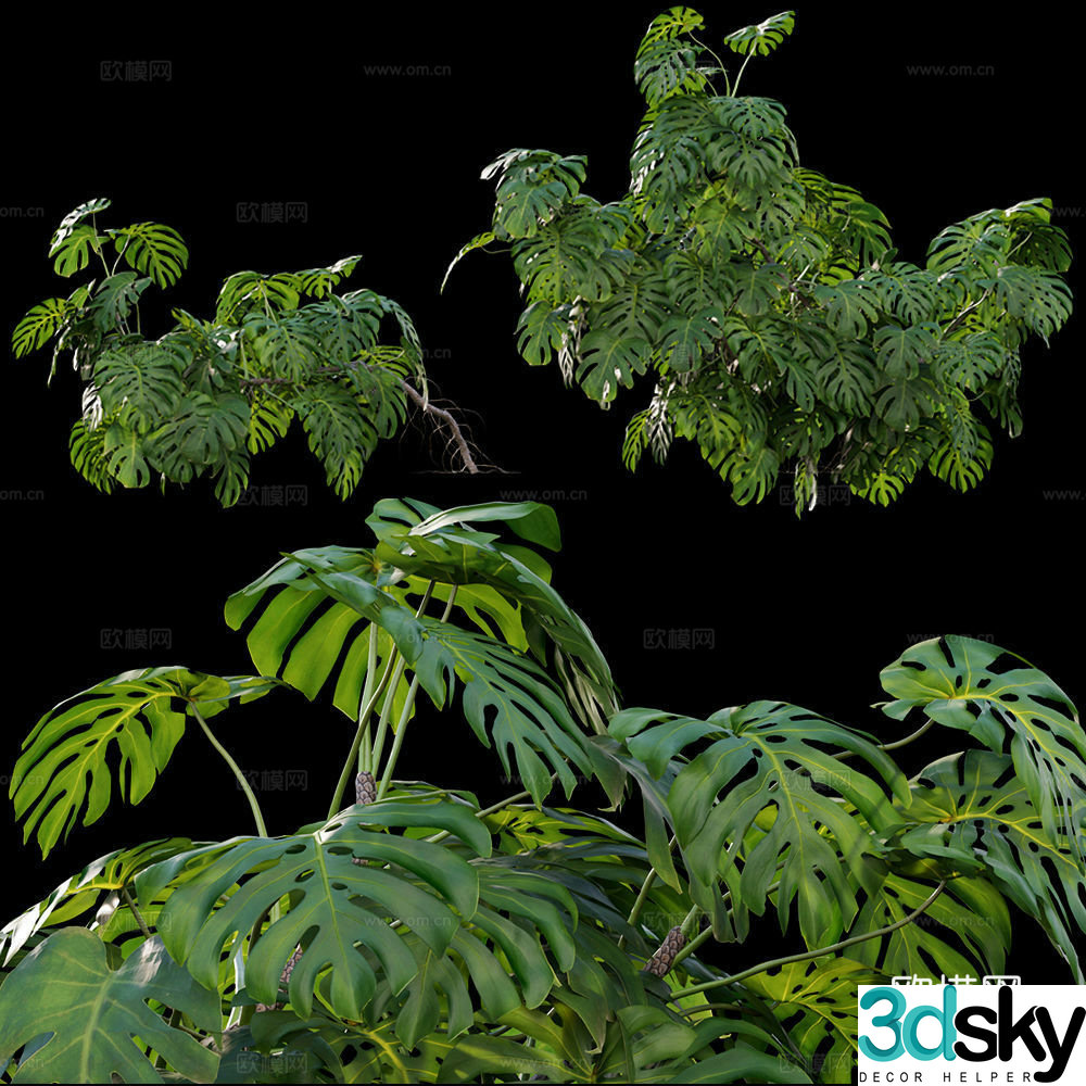 3D model of turtle back leaf green plant