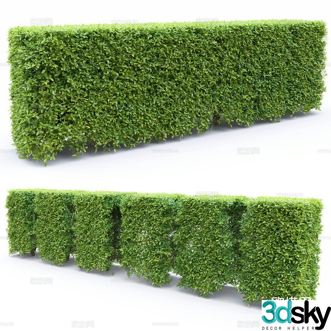 Ligustrum plant 3d model