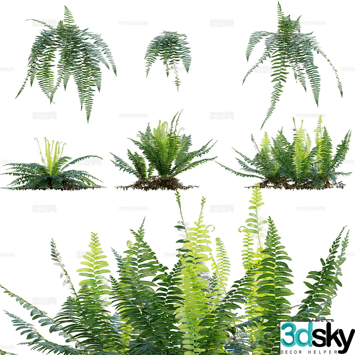 3D model of ferns