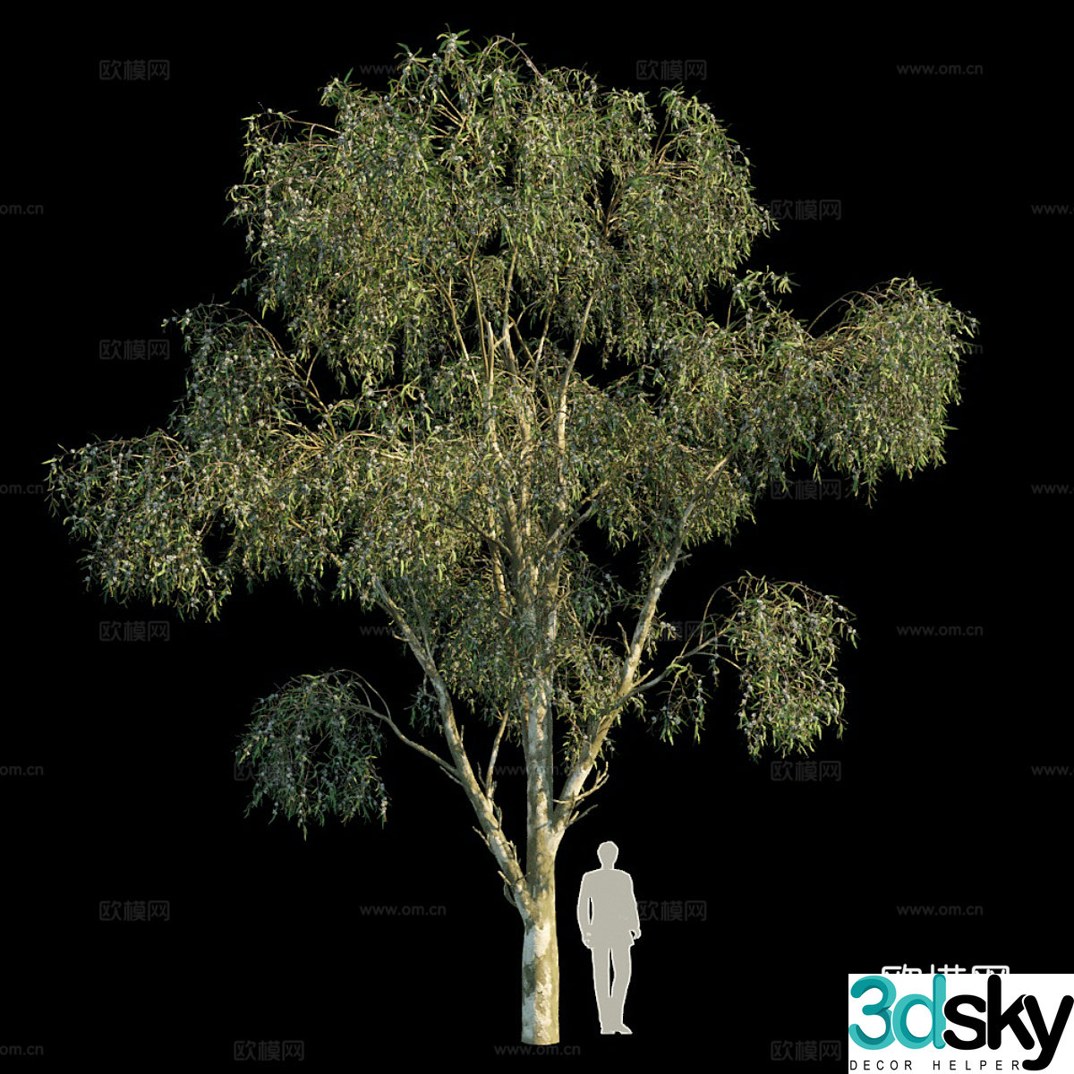Blue Eucalyptus 3d model