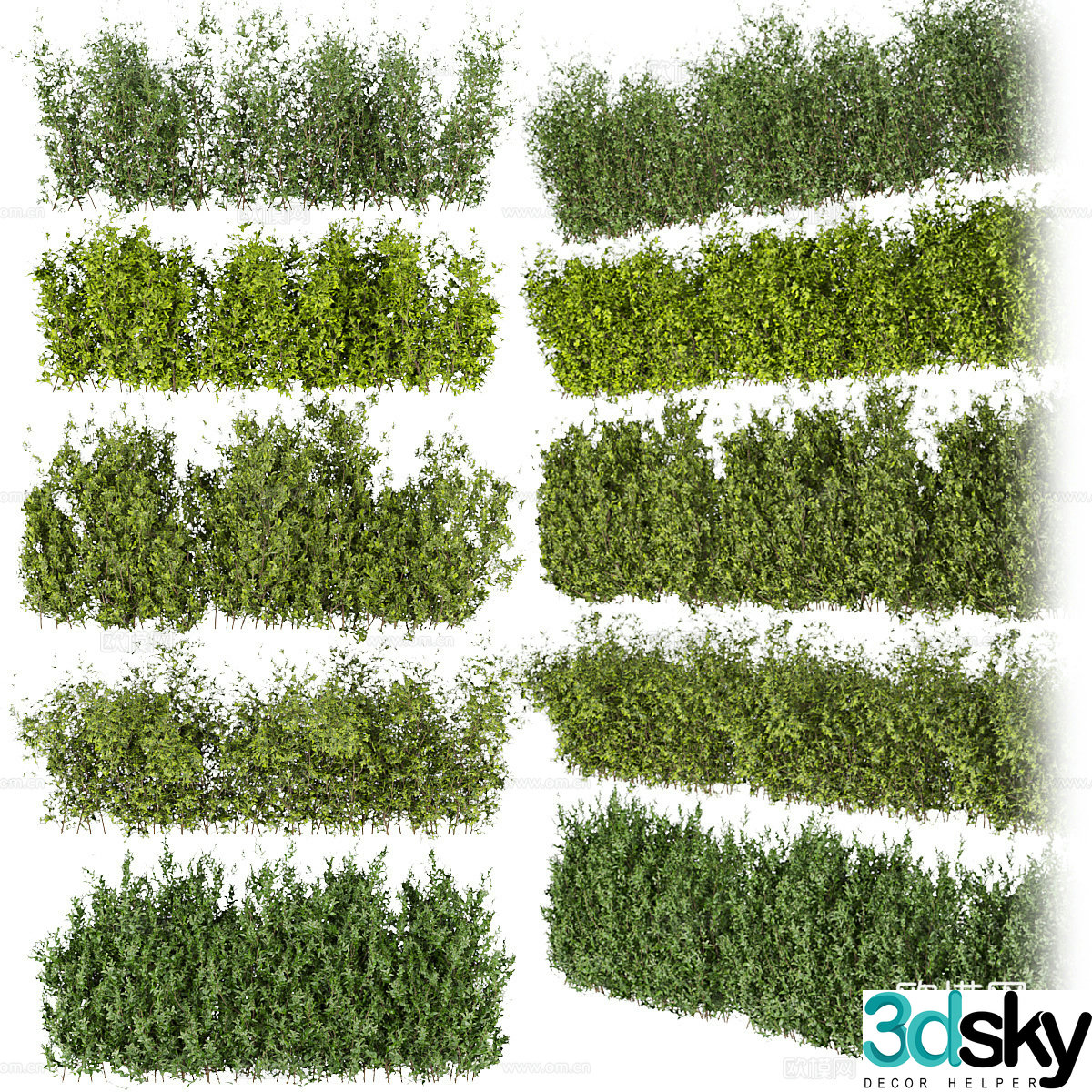 Green plant shrub 3d model