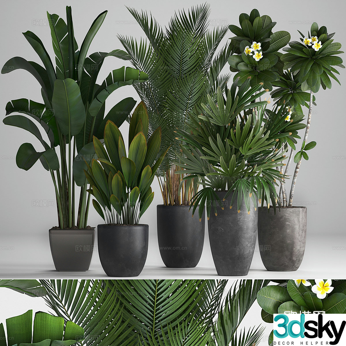 Green plant potted 3D model