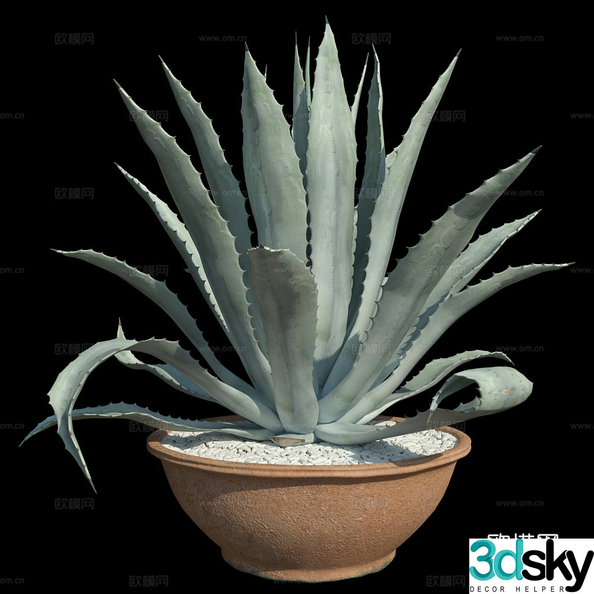 Aloe vera bonsai 3d model