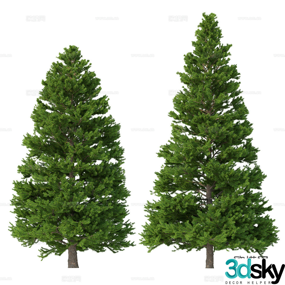 Spruce 3d model