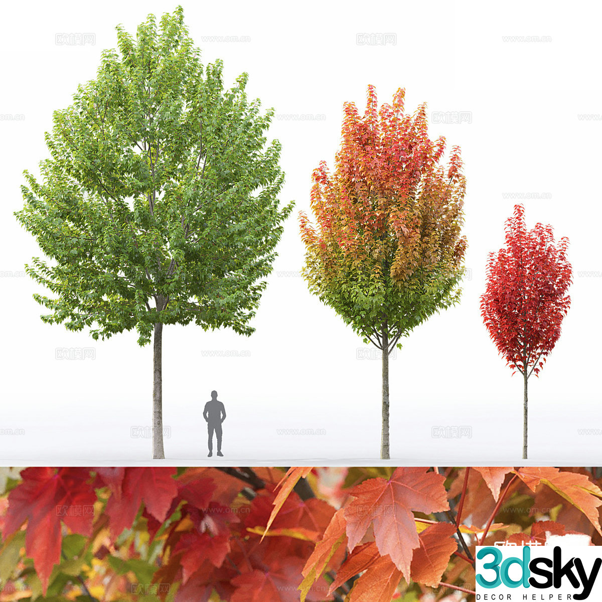 Maple tree 3d model