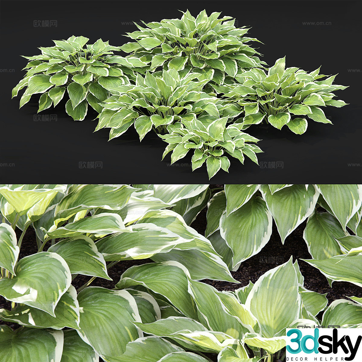 Hosta bush 3d model