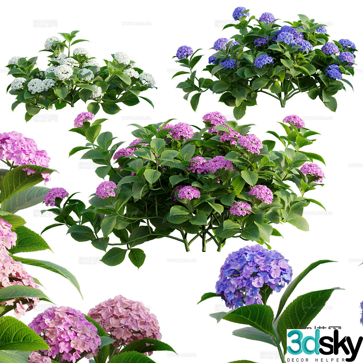 Hydrangea 3d model