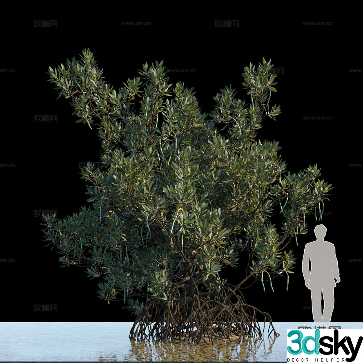 Aquatic plants 3D model