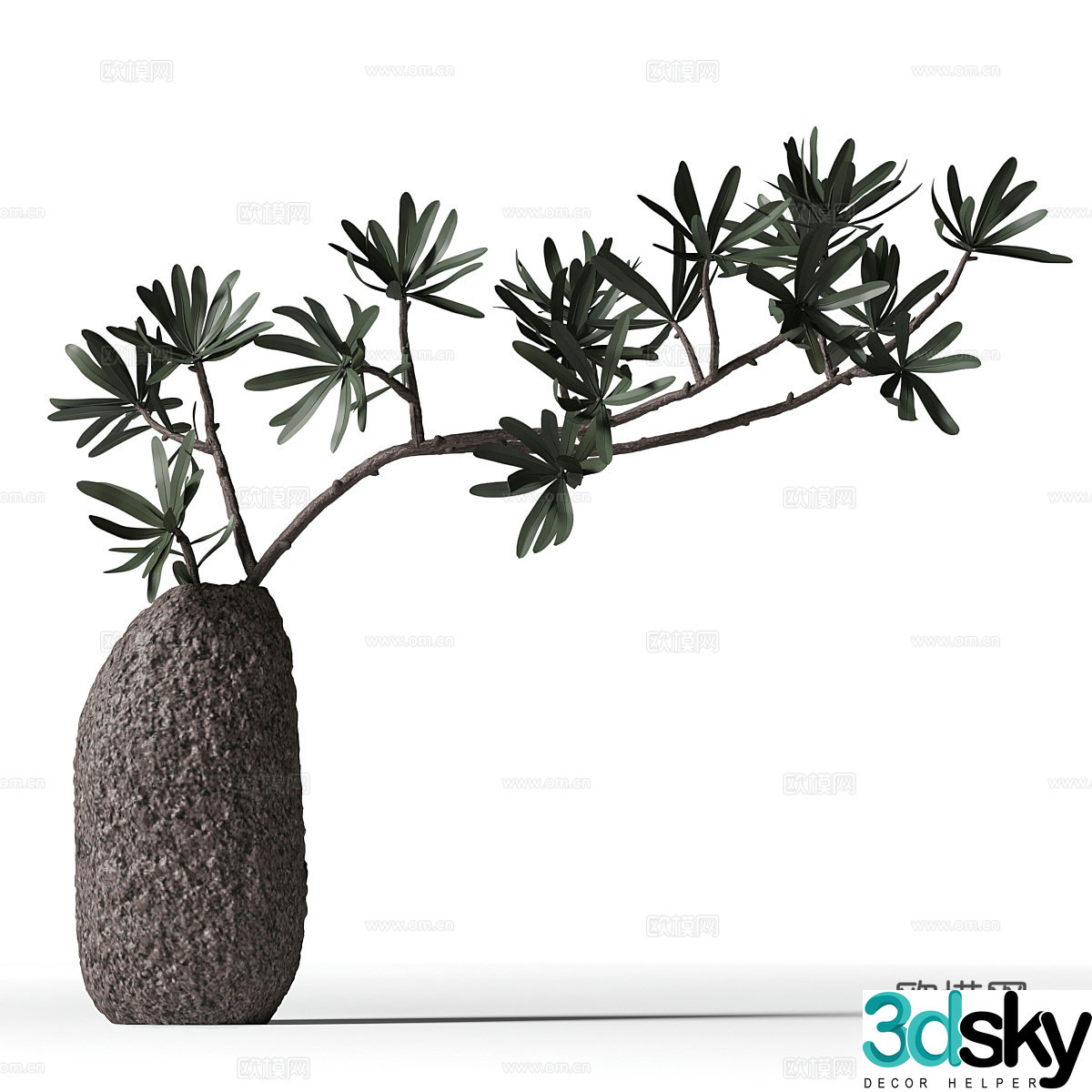 New Chinese Populus Bonsai 3D Model