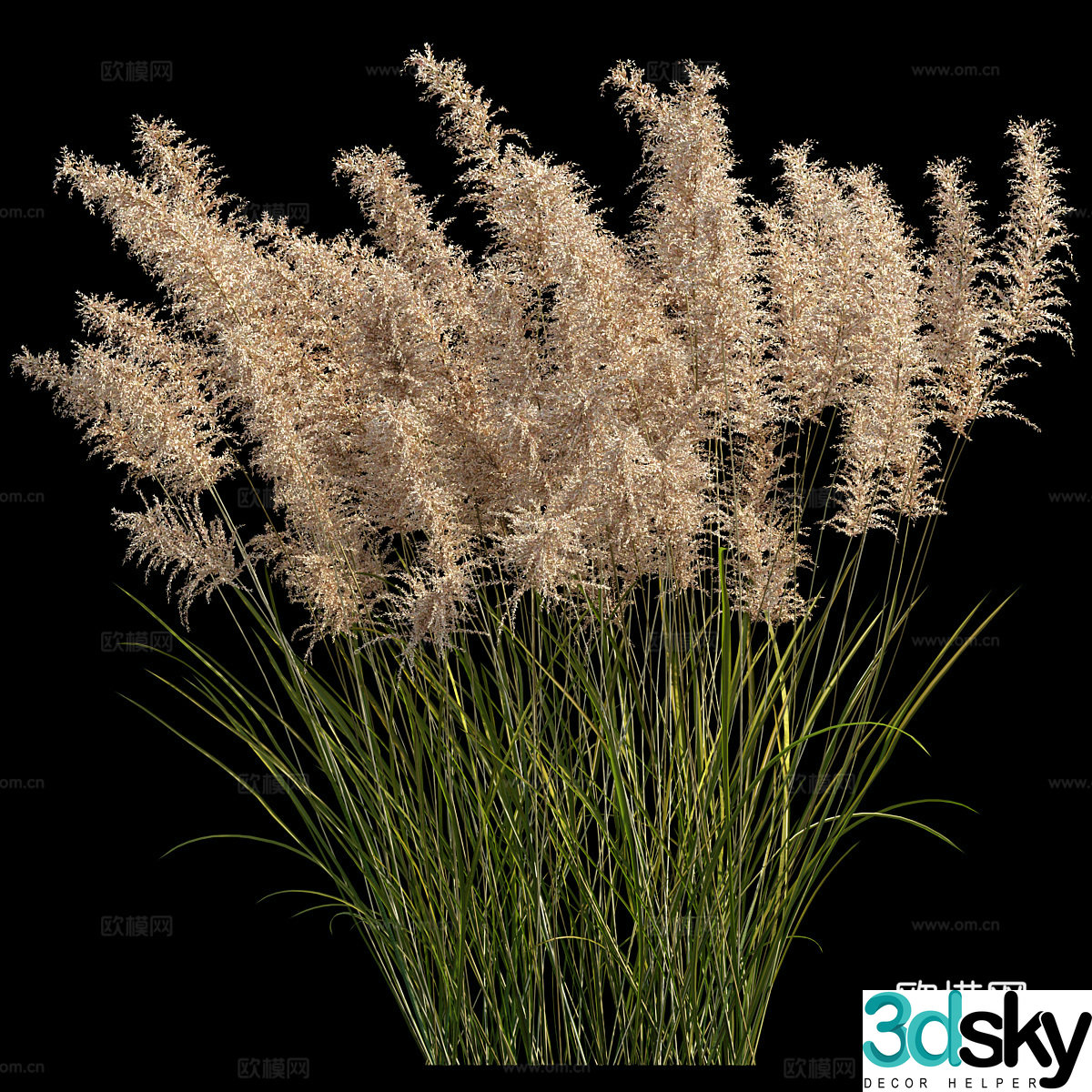 Pampas grass 3d model
