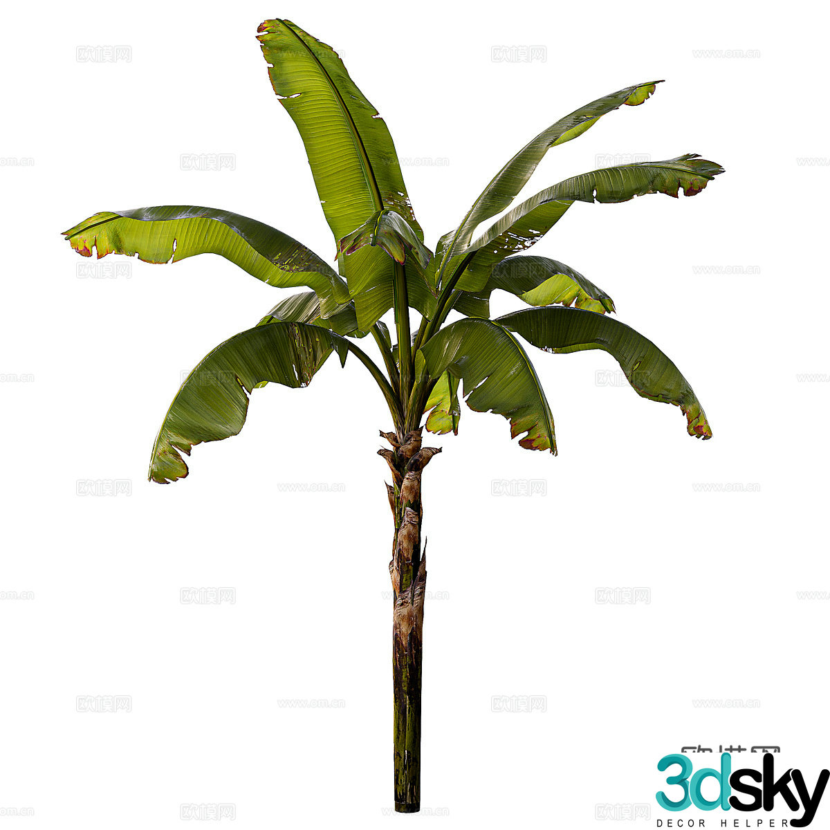 Banana palm tree 3d model