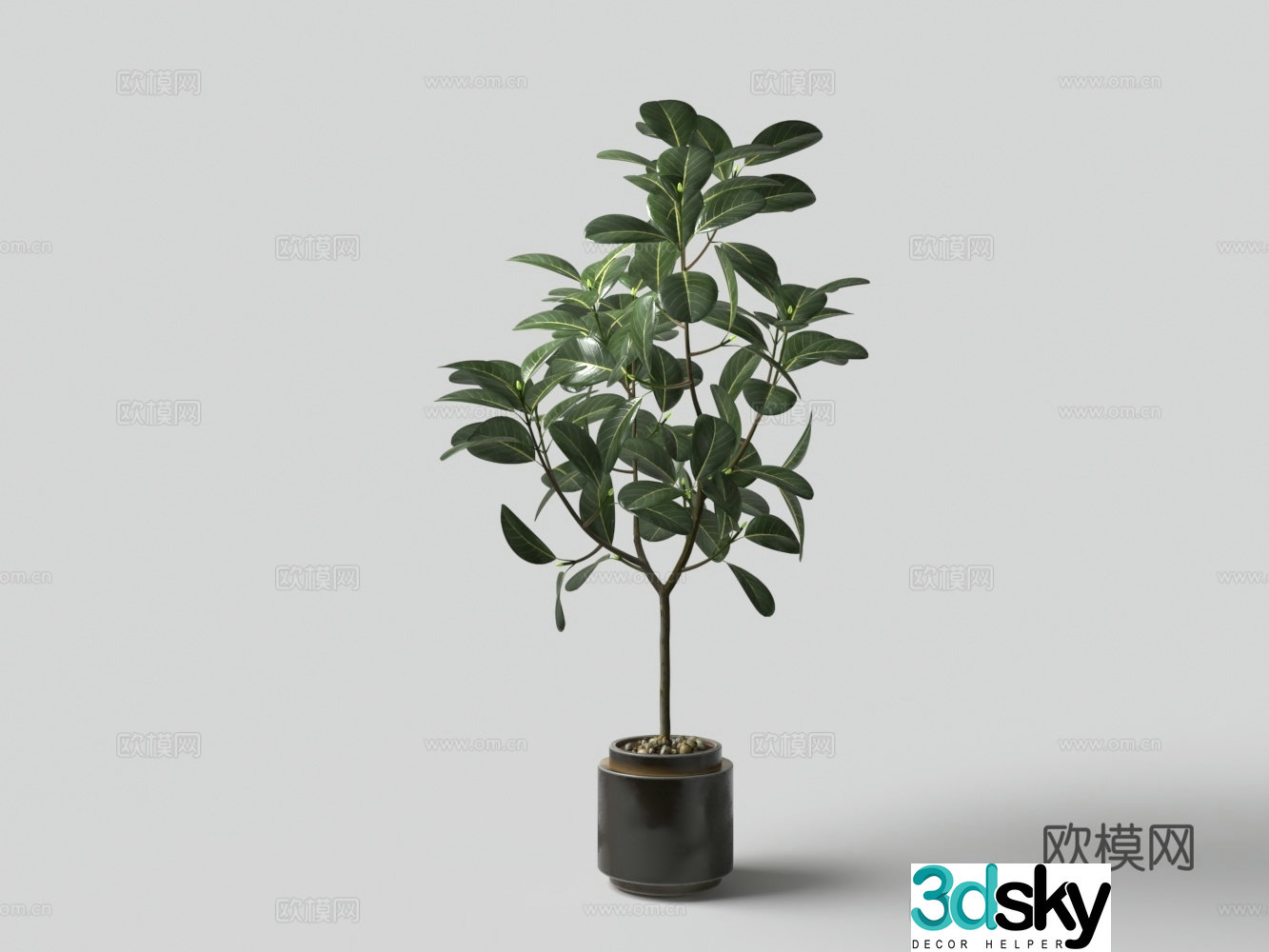 Modern potted money tree 3D model