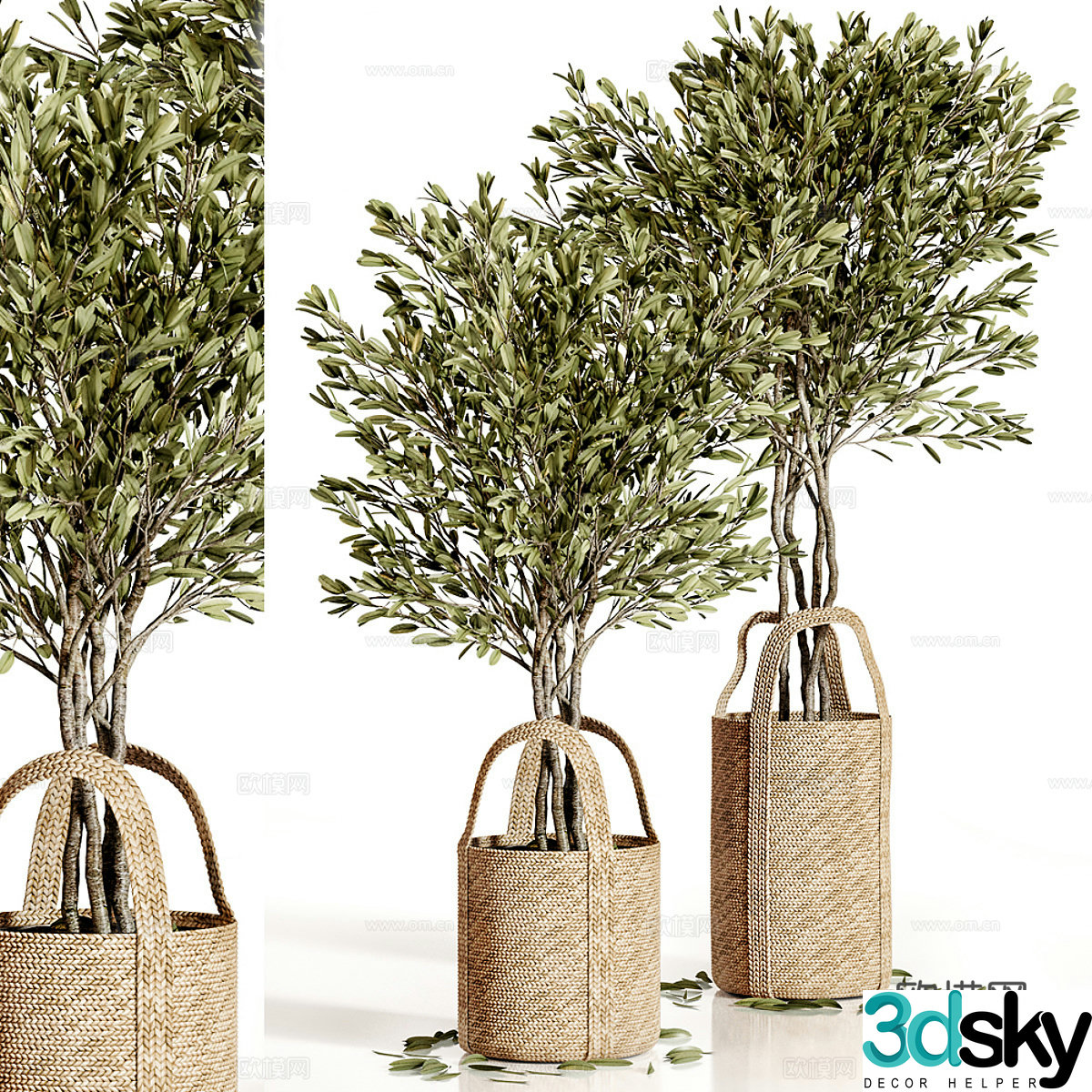 Olive tree potted 3d model