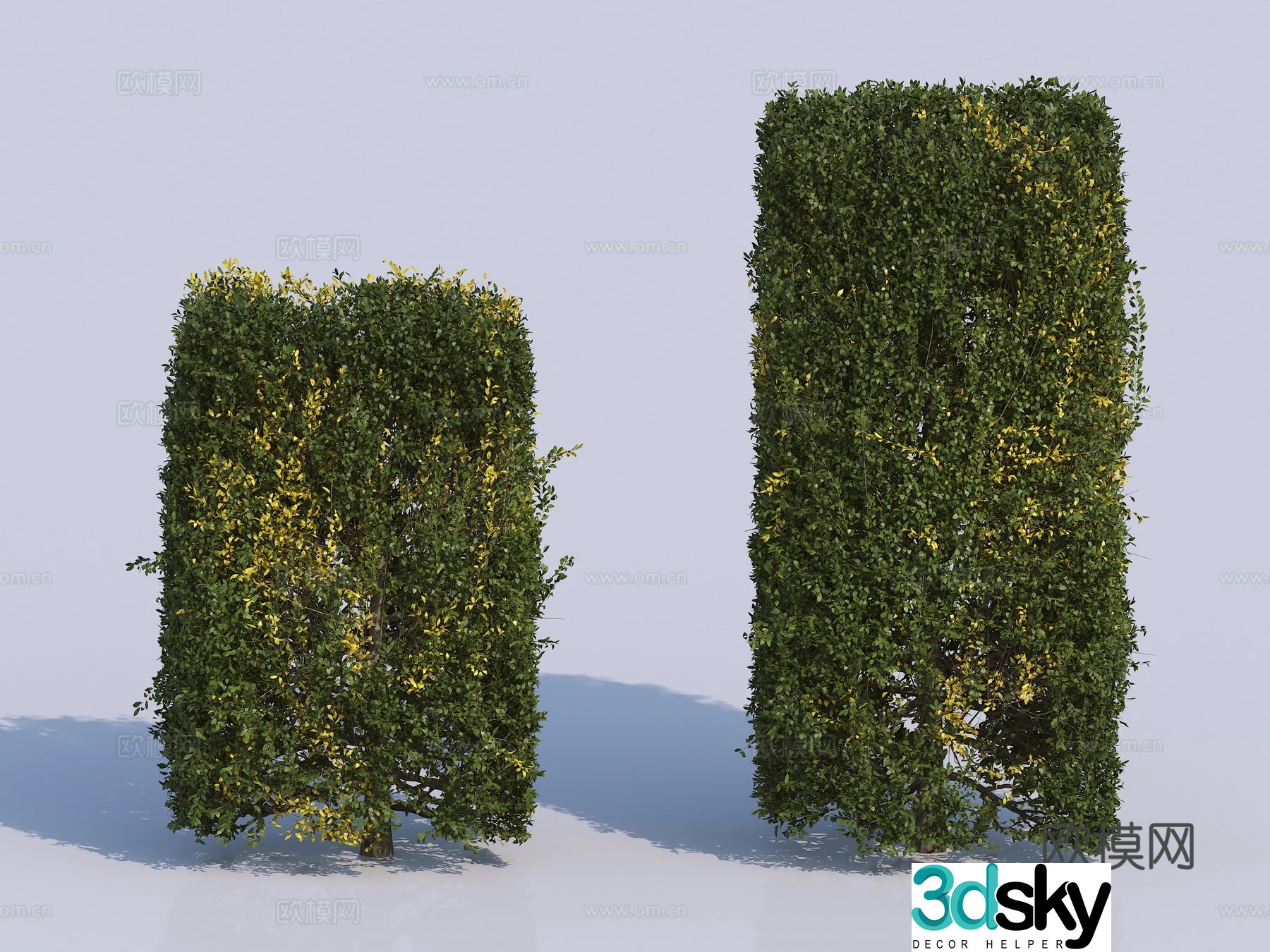 Hedge Square Shrub 3D Model