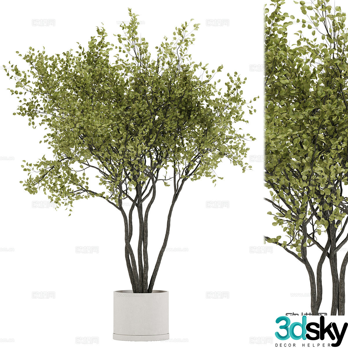 New Chinese green plant potted 3D model