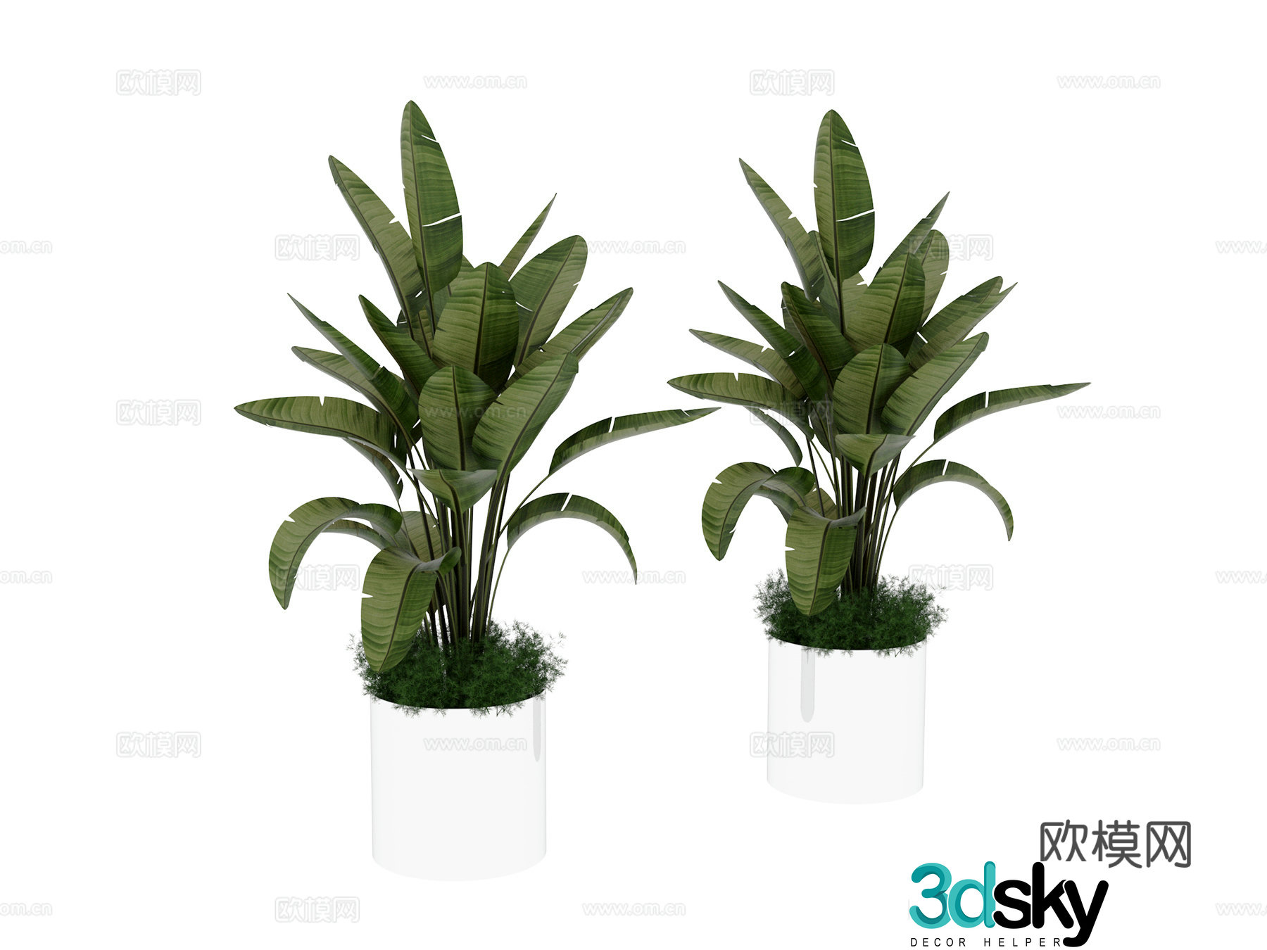 Plant potted 3d model