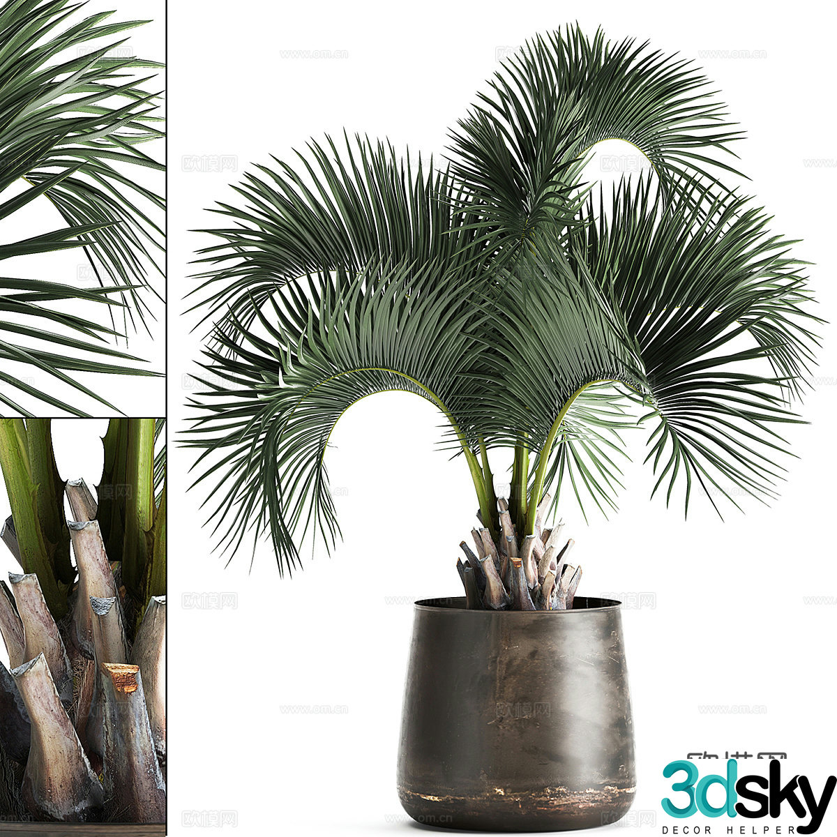 Palm Tree Bonsai 3d Model