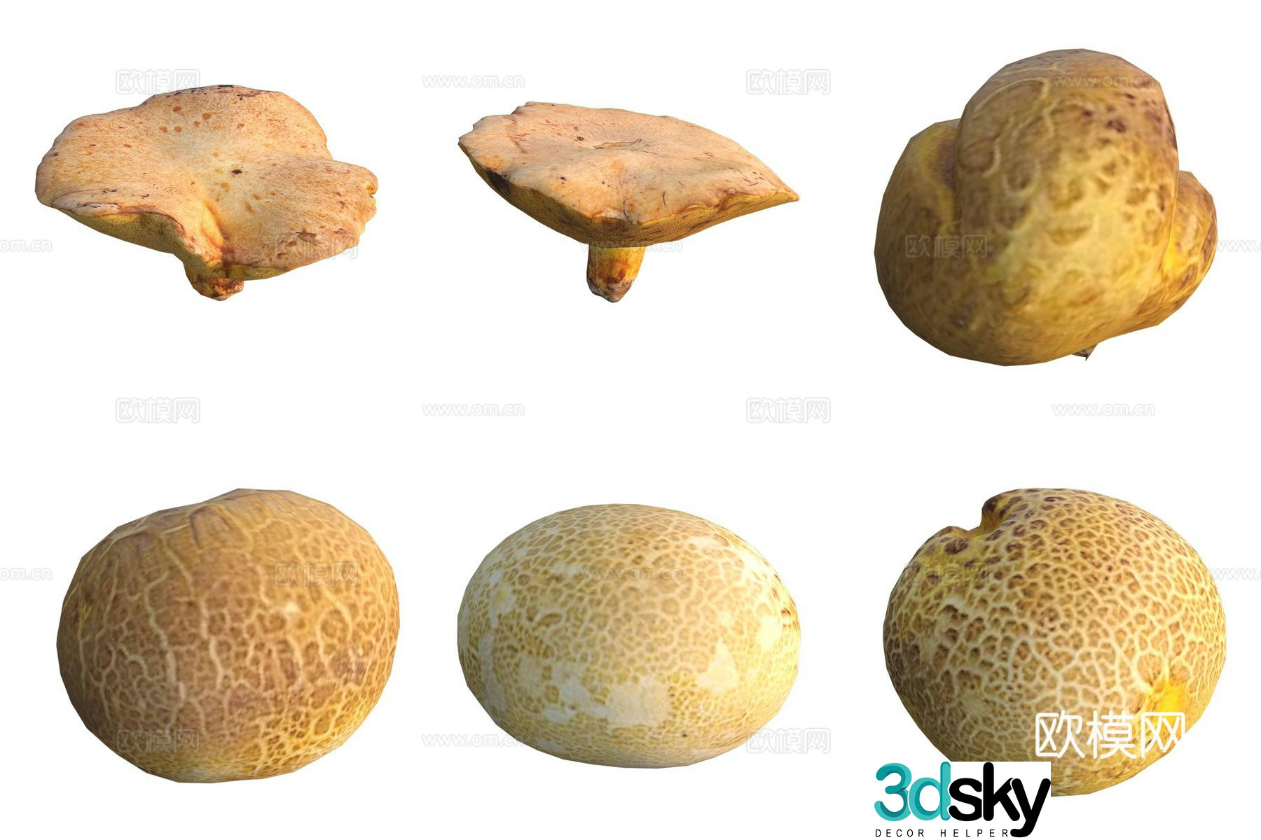 Mushroom fungi 3D model