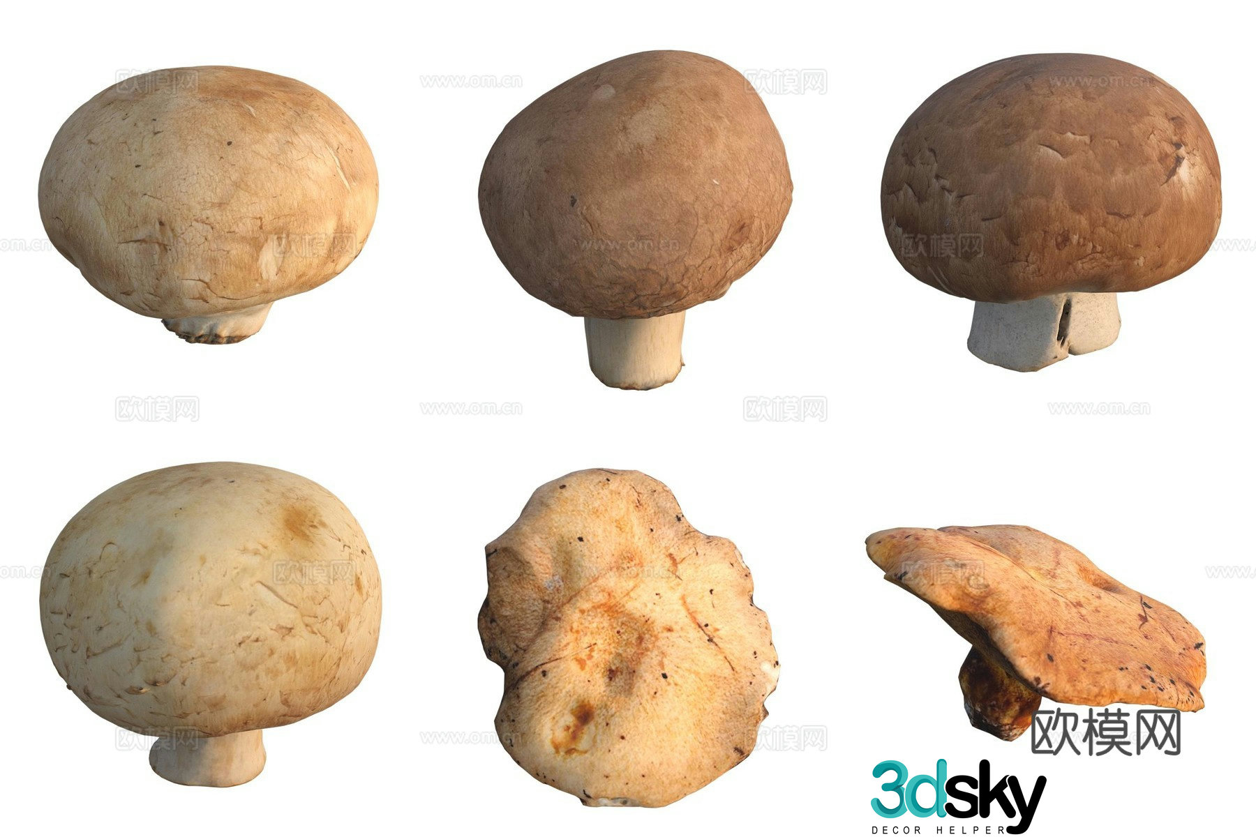 Mushroom fungi 3D model