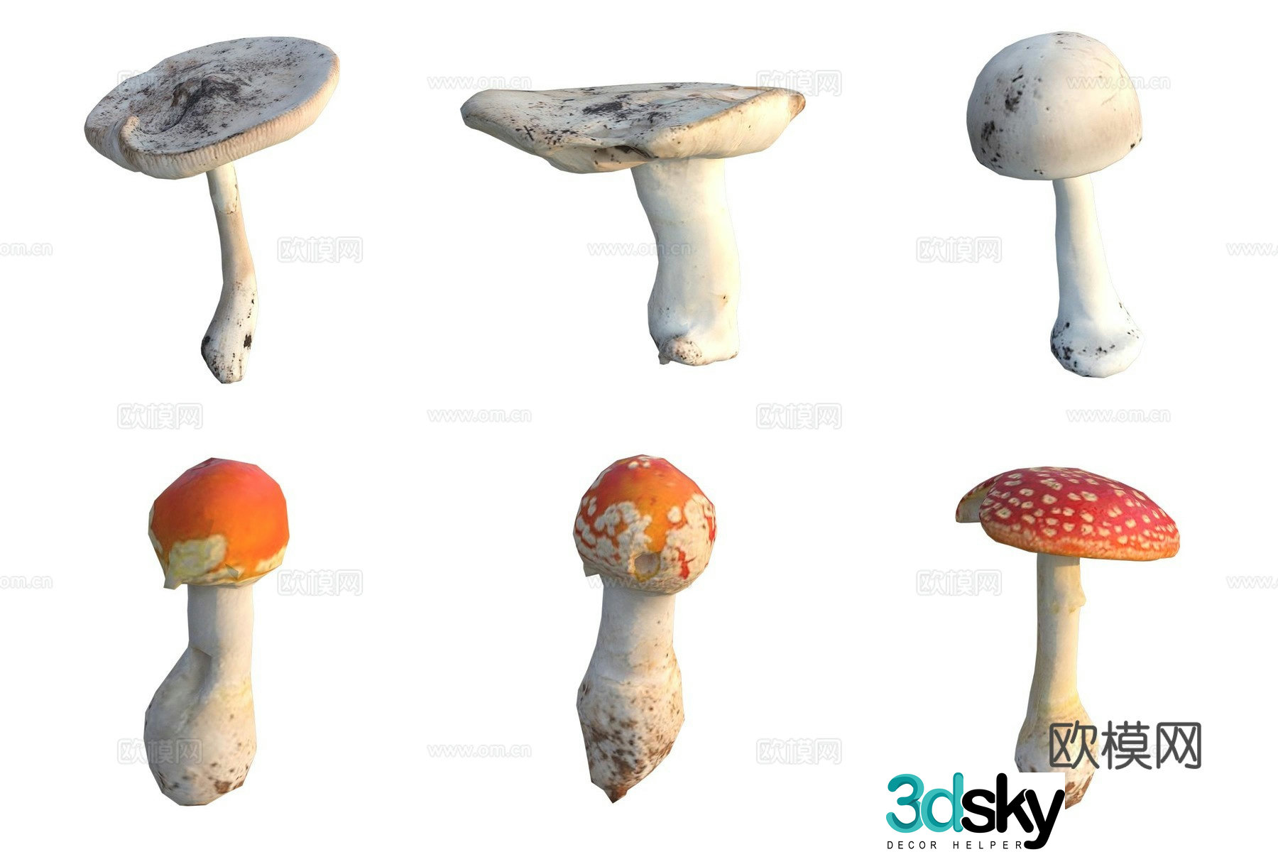 Mushroom fungi 3D model