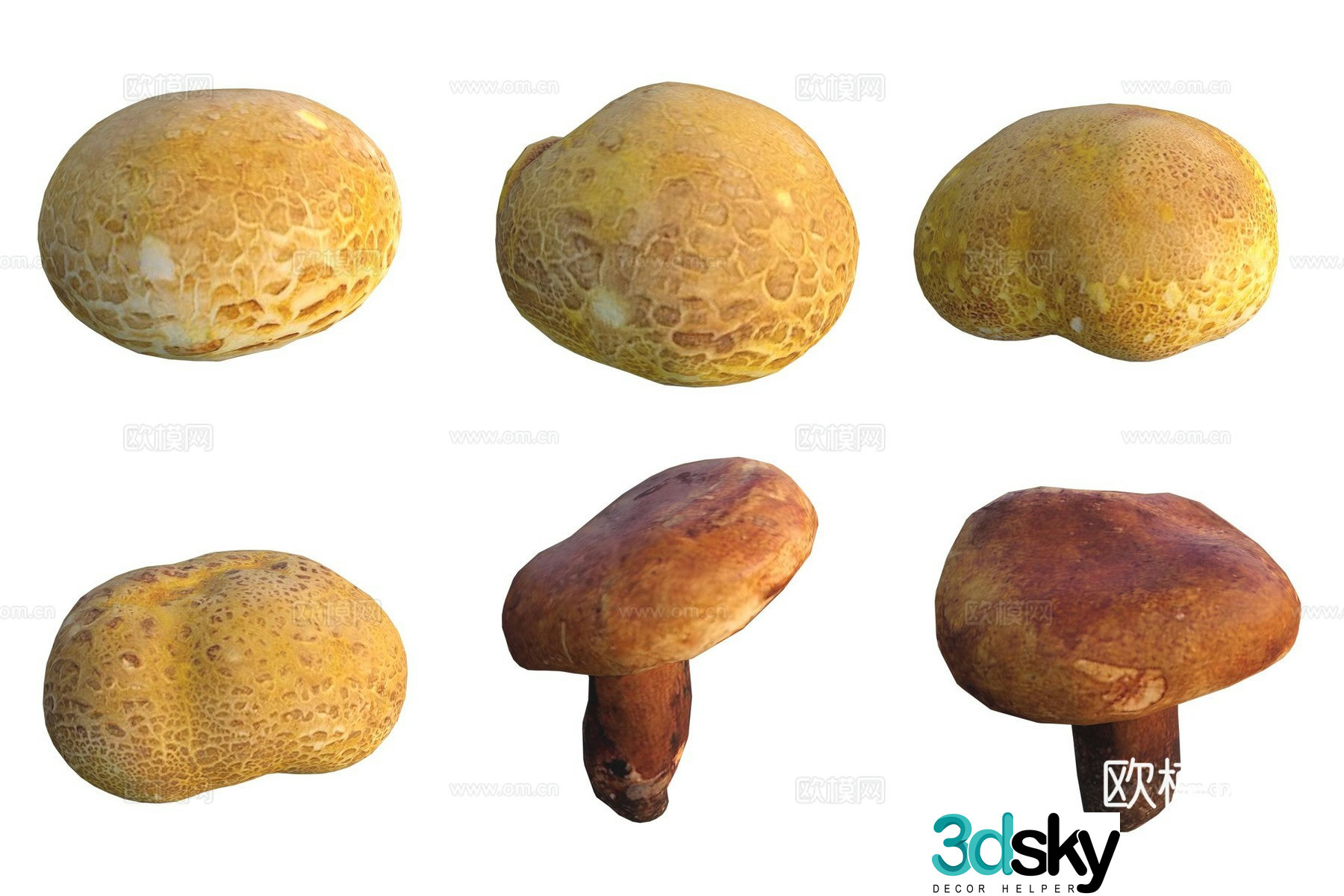 Mushroom fungi 3D model