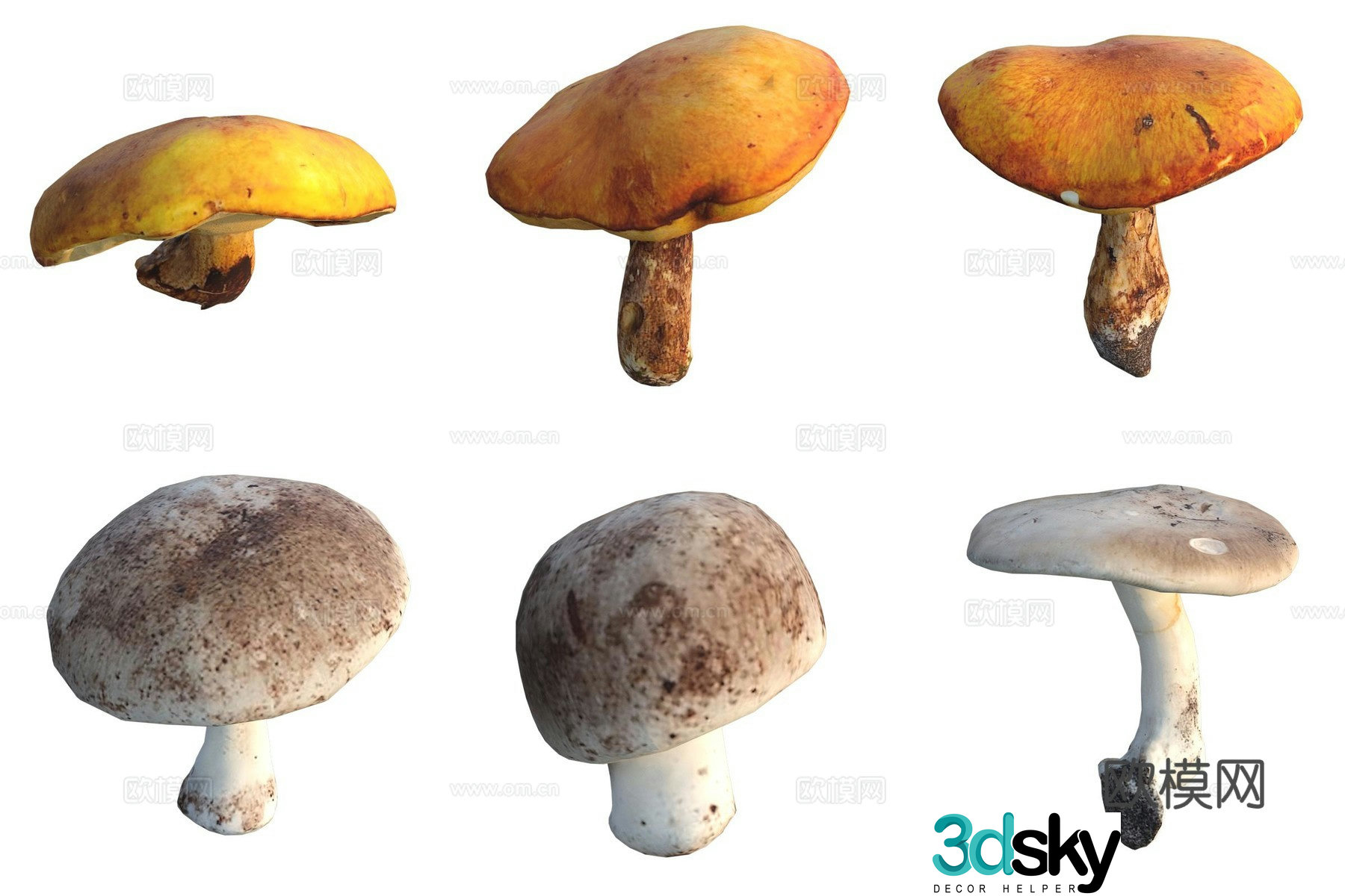 Mushroom fungi 3D model