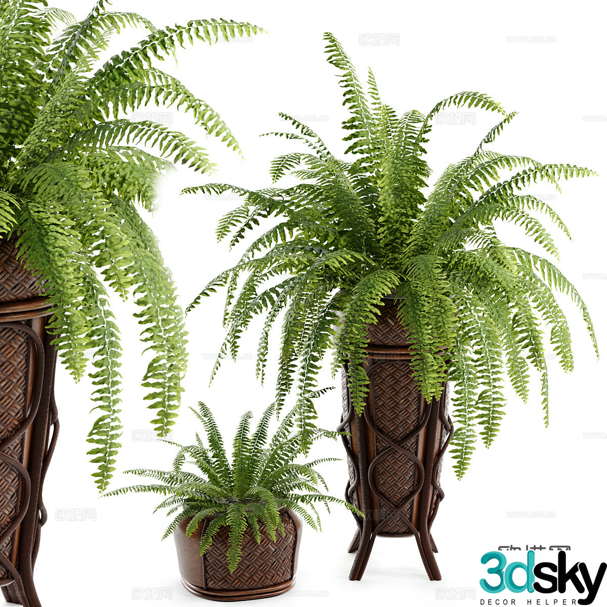 3D model of fern potted plants