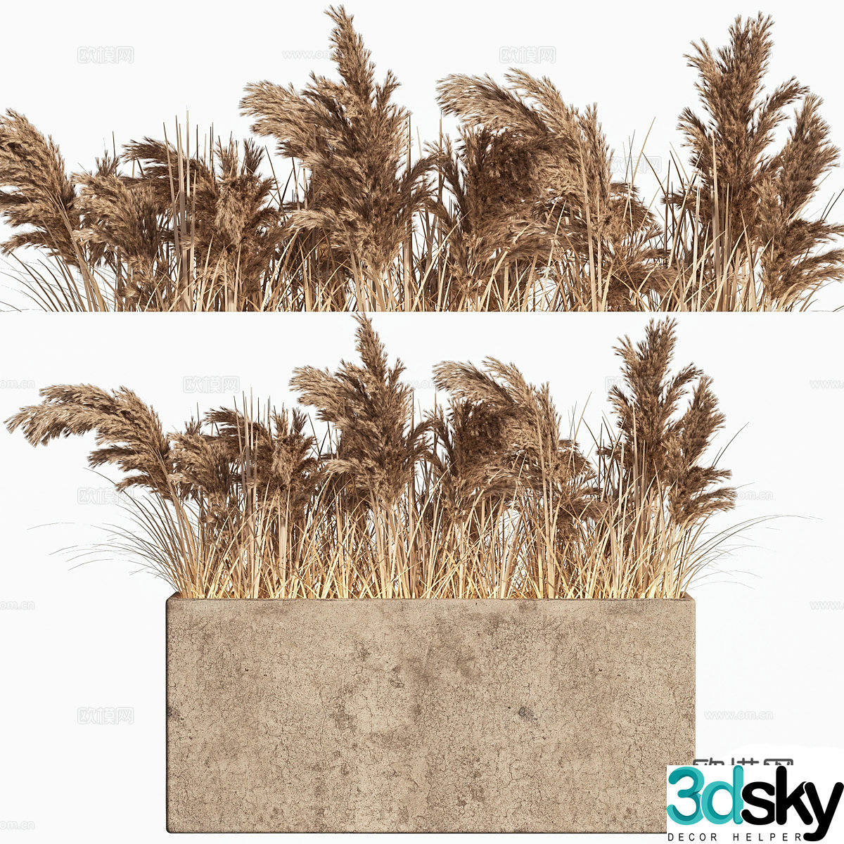 Wheat ears dog tail grass 3d model