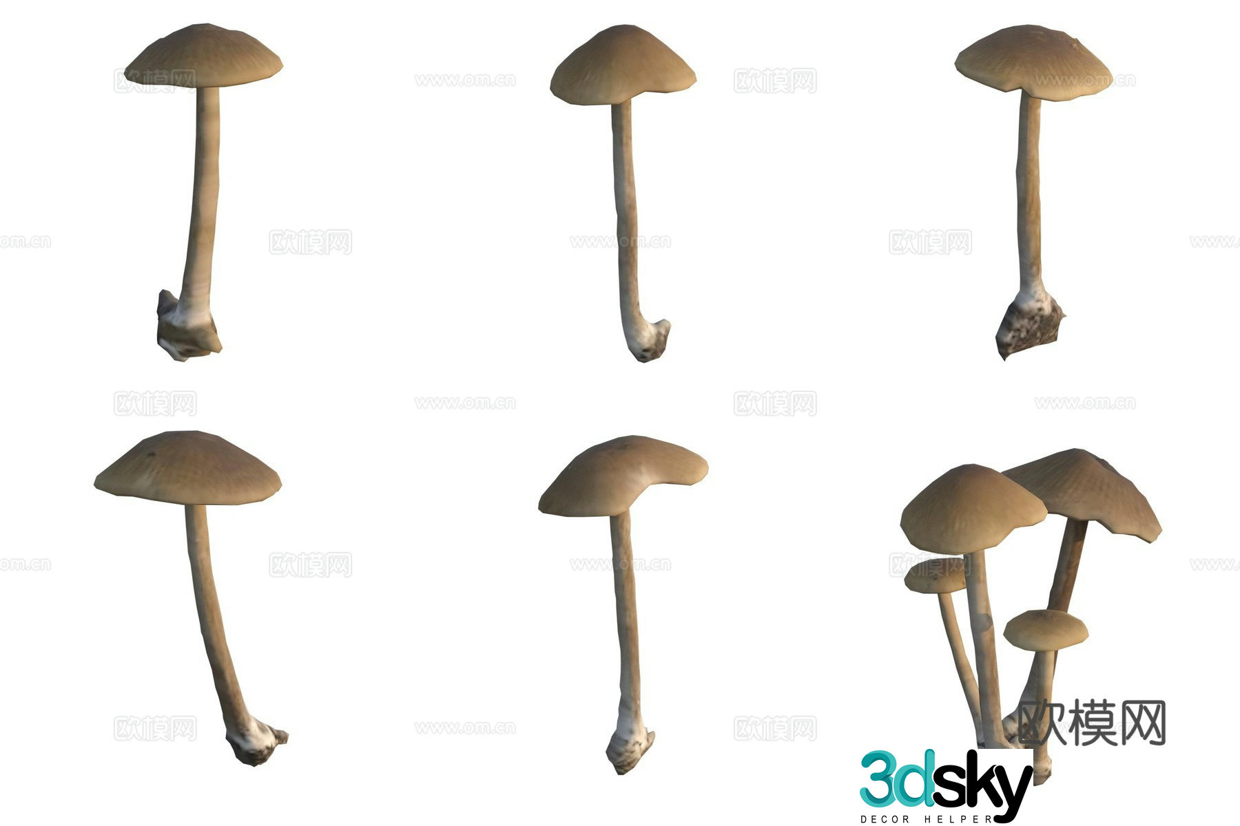 Mushroom fungi 3D model