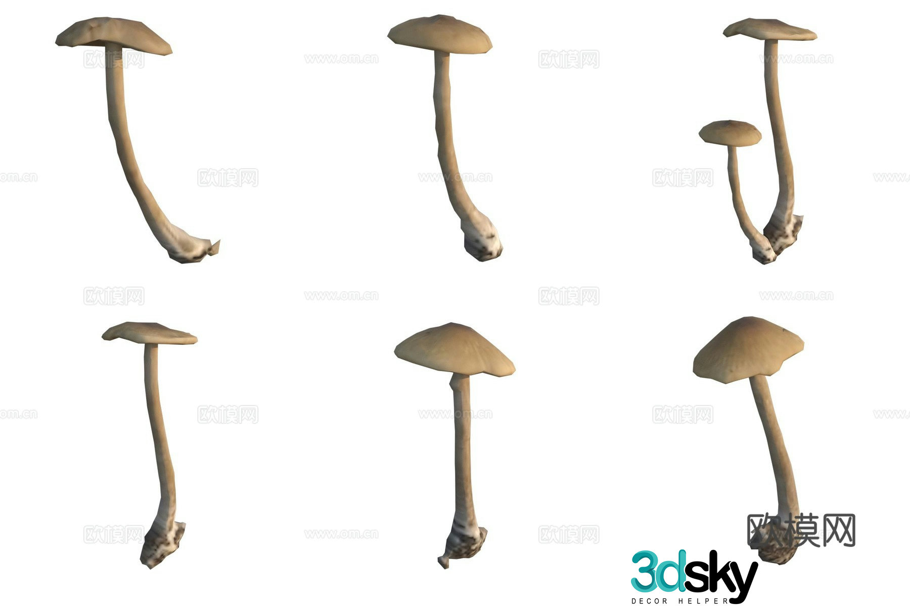 Mushroom fungi 3D model