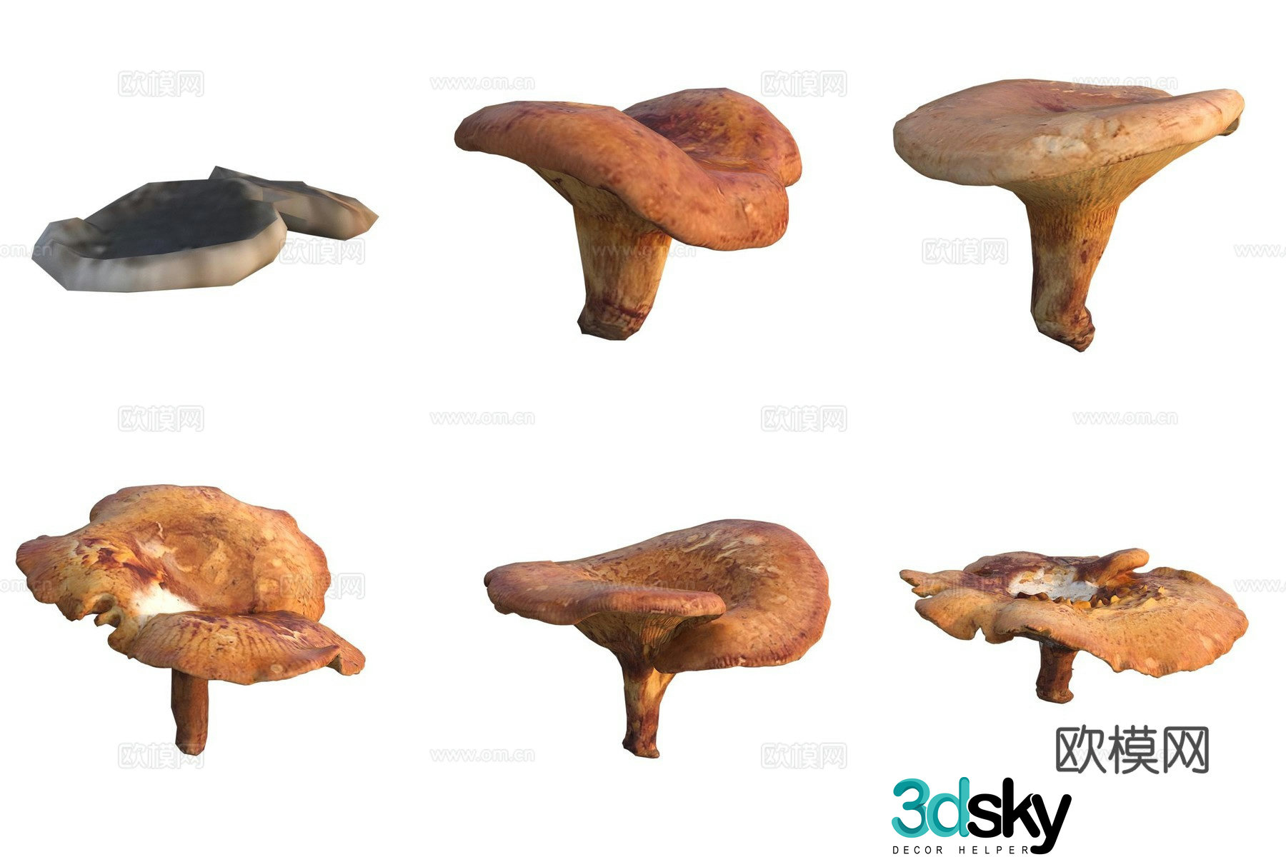 Mushroom fungi 3D model
