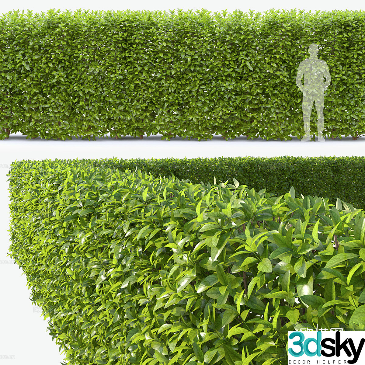 3d model of bush