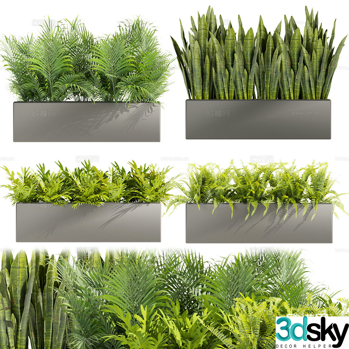 Fern Palm 3d model