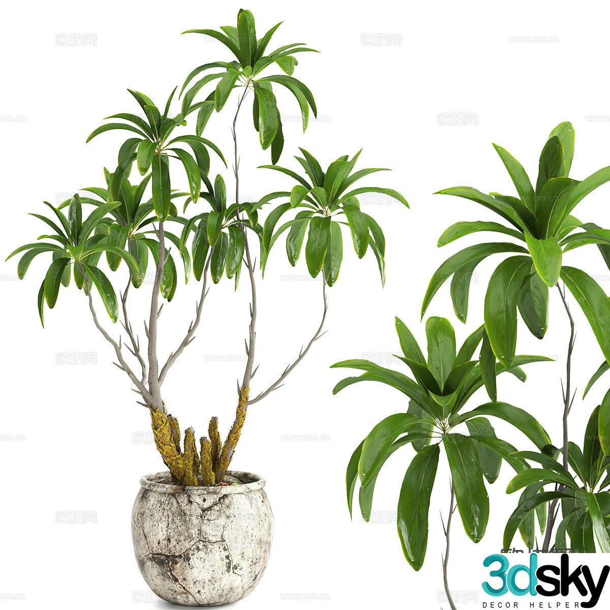 Wasabi green plant potted 3D model