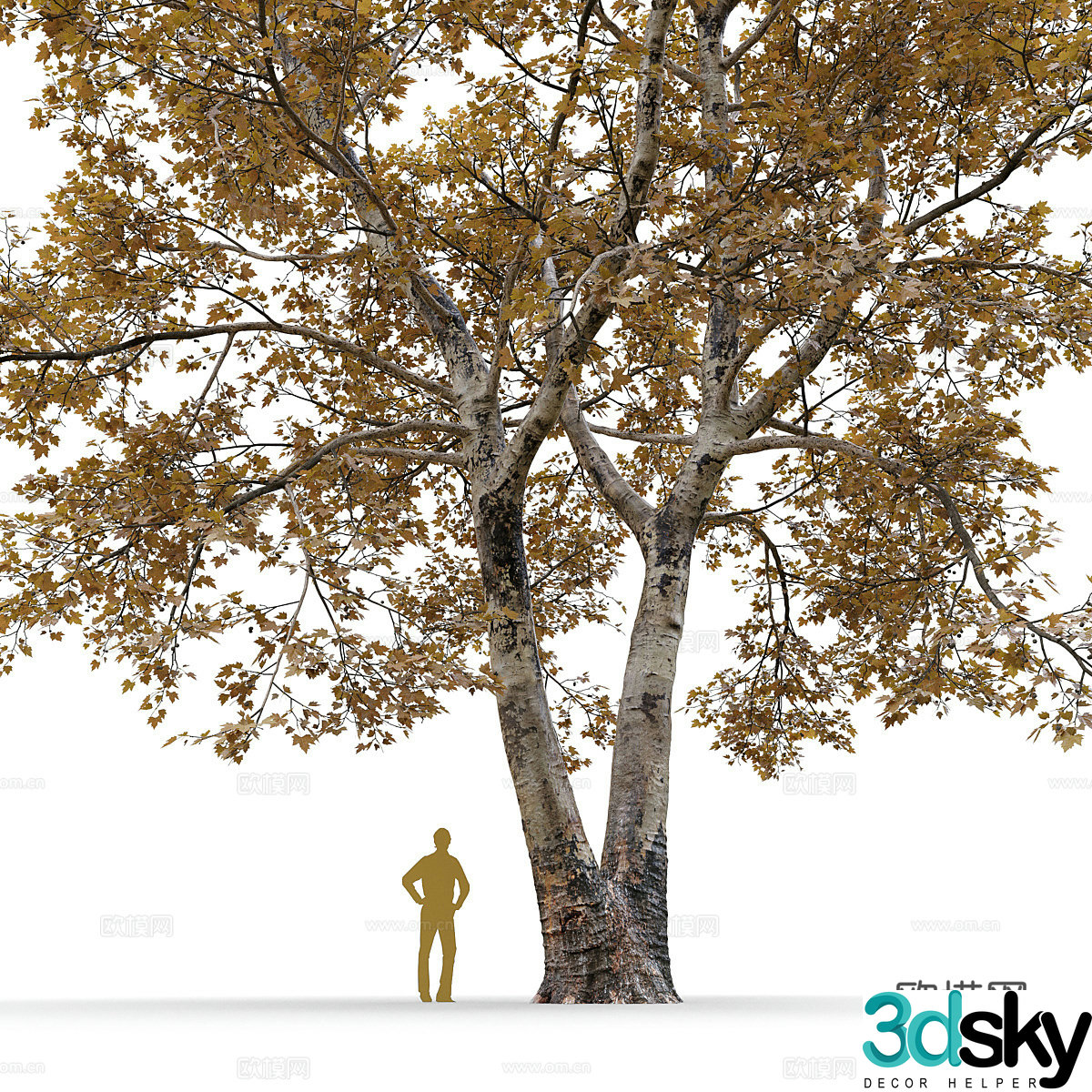 3d model of sycamore tree