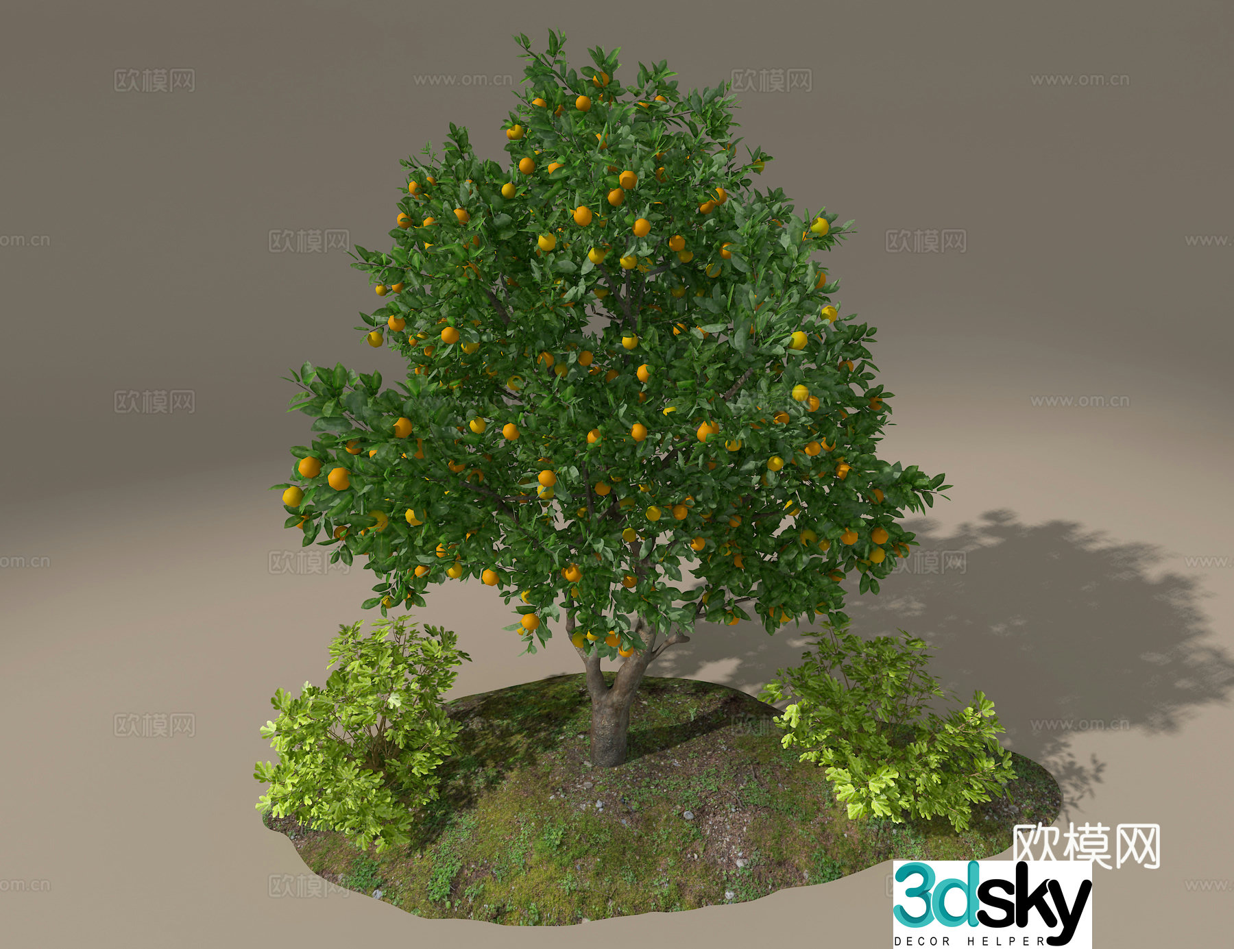 Orange tree 3d model
