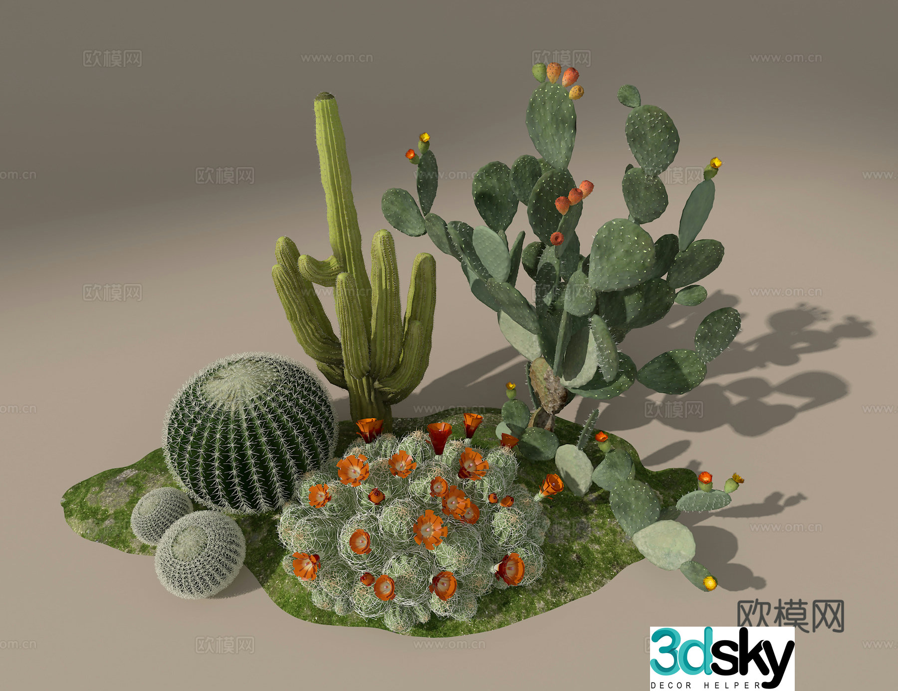 Cactus 3d model