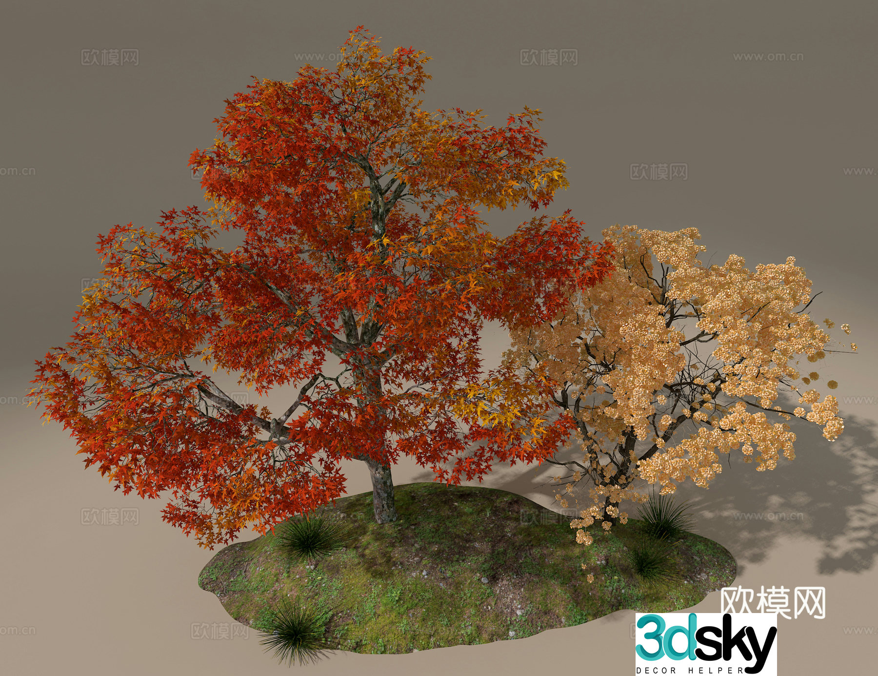 Red maple 3d model