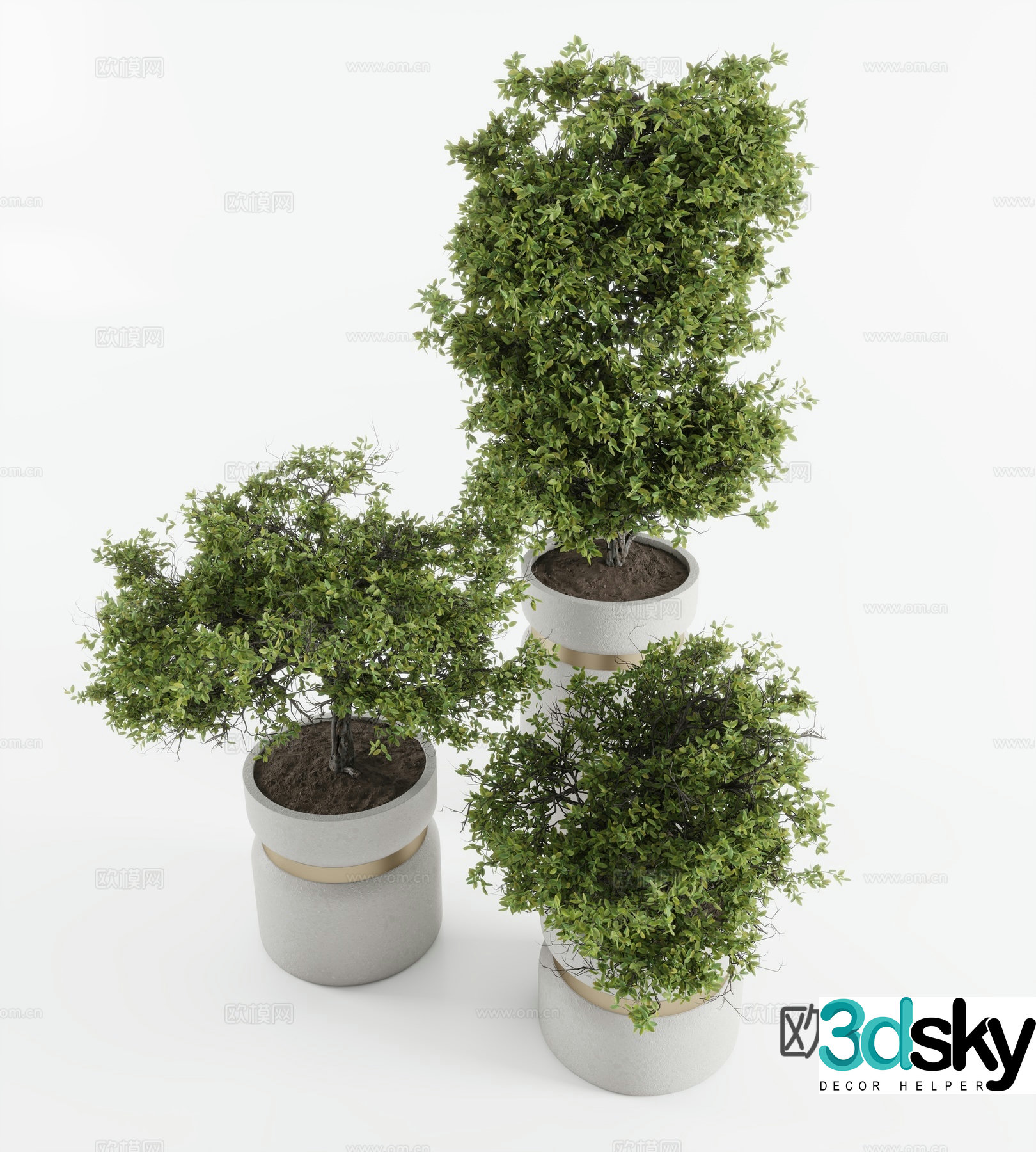 Plants Welcome Pine Pine Cactus Populus Reeds 3D Model