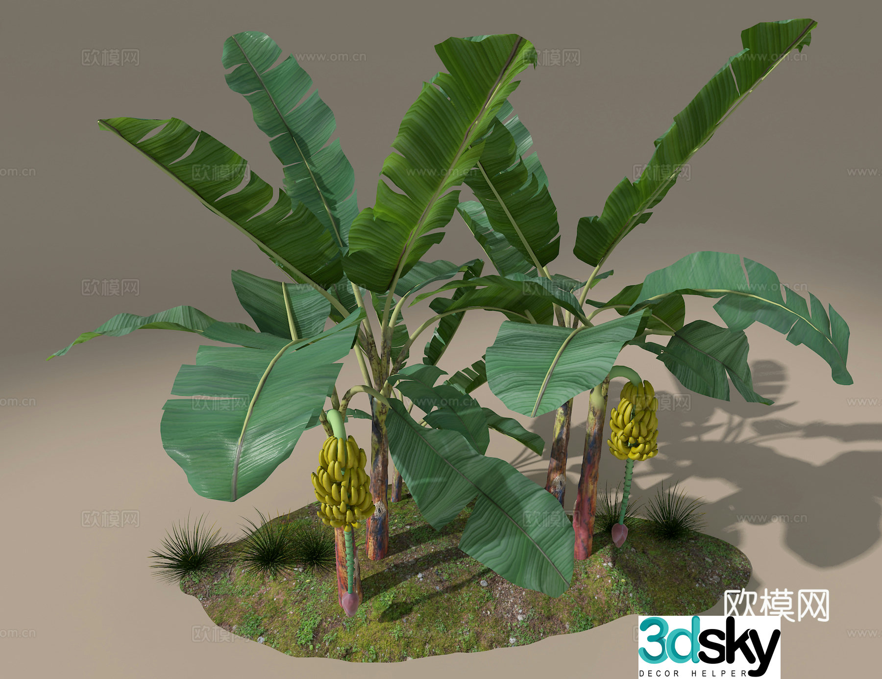 Banana tree 3d model