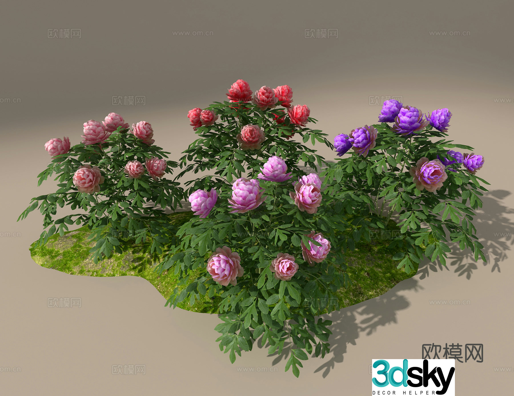 Peony 3d model