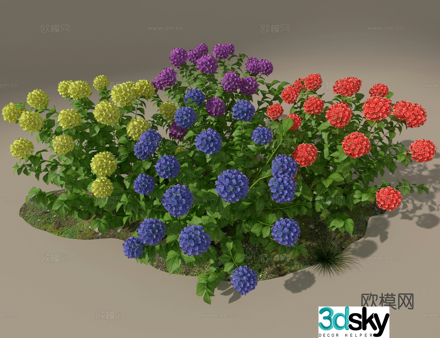 Hydrangea 3d model