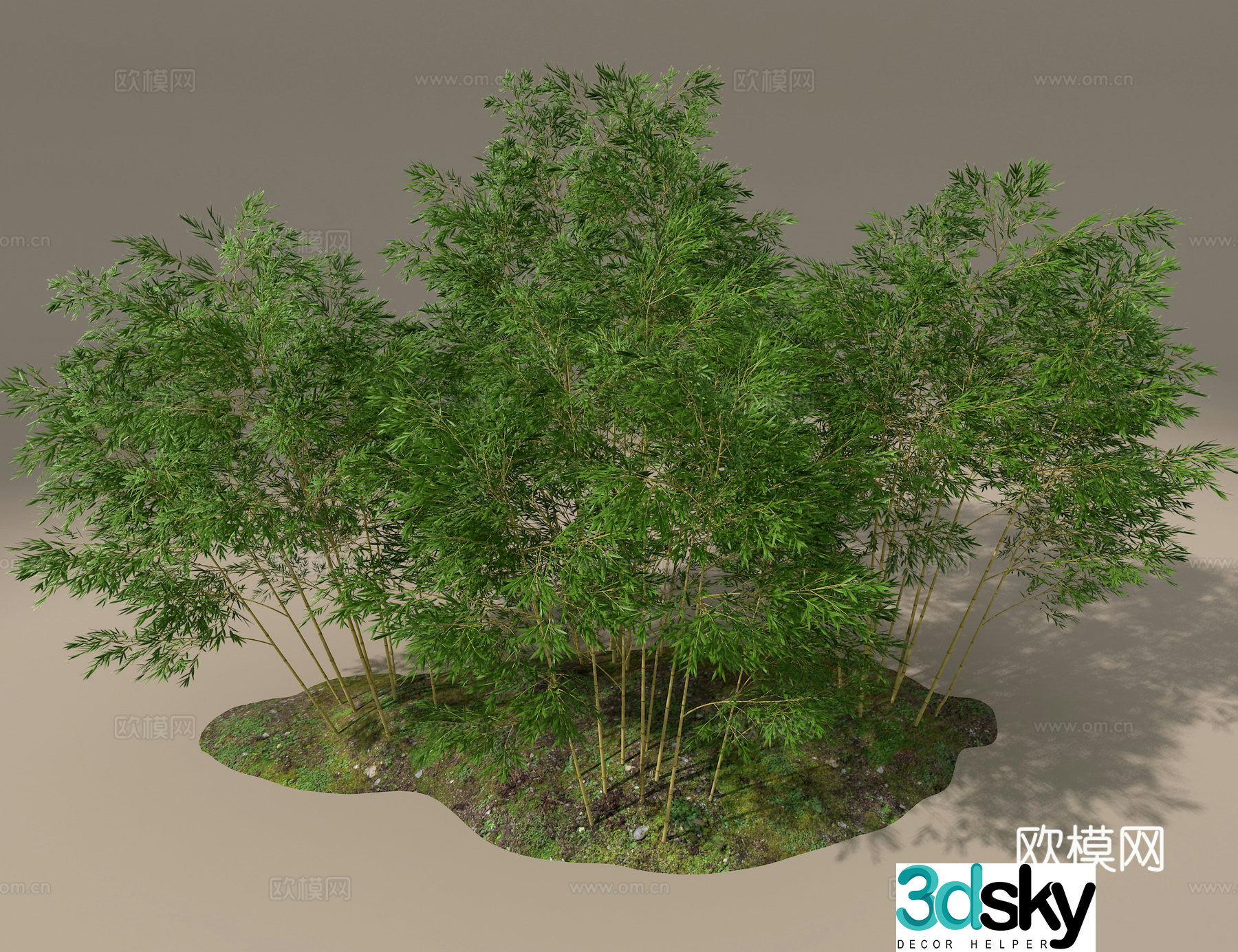 Bamboo 3d model