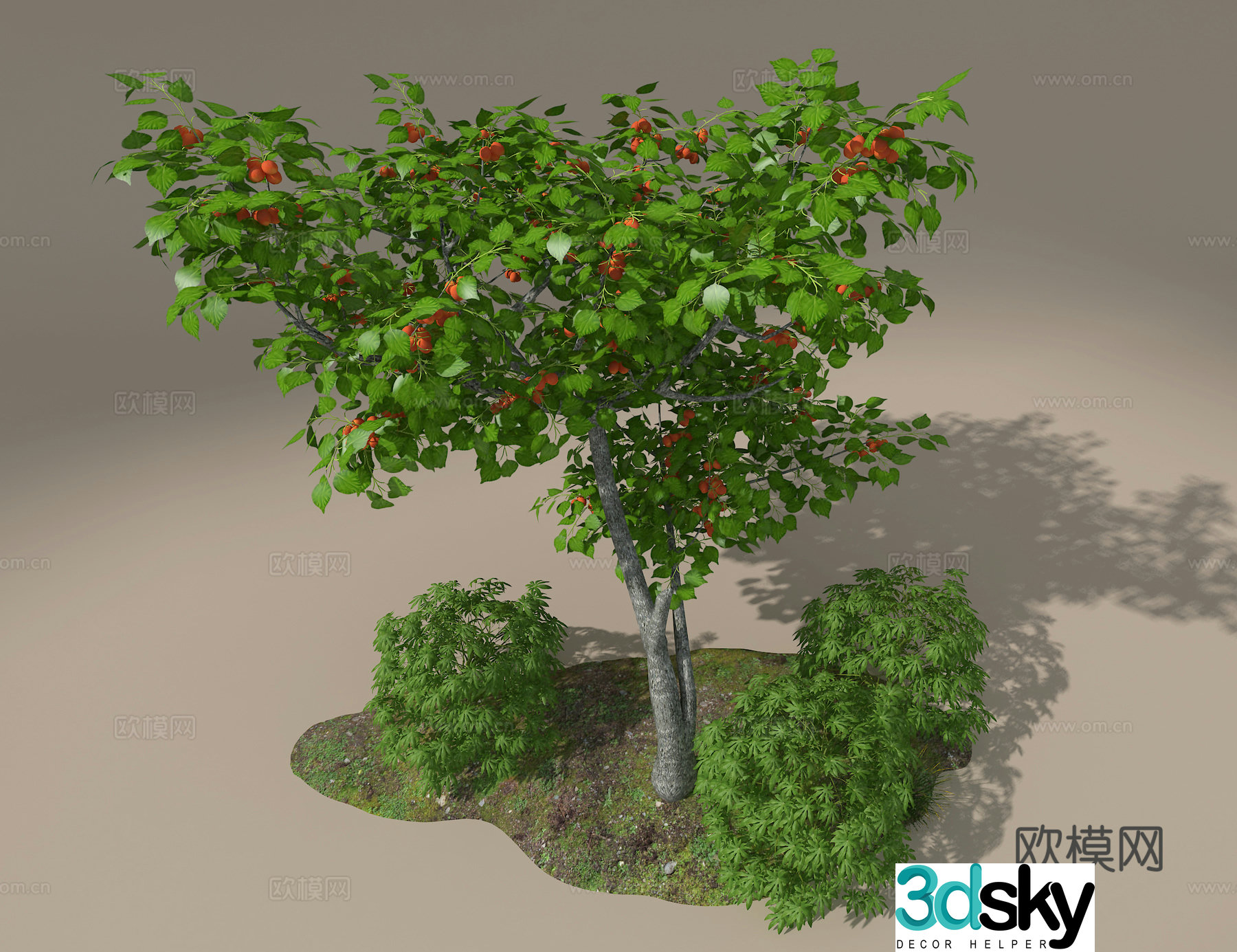 Apricot tree 3d model