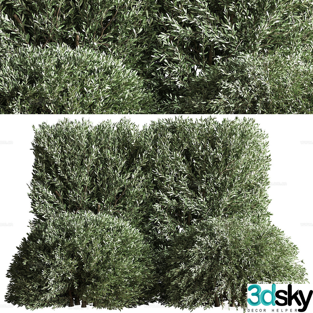 3d model of bush