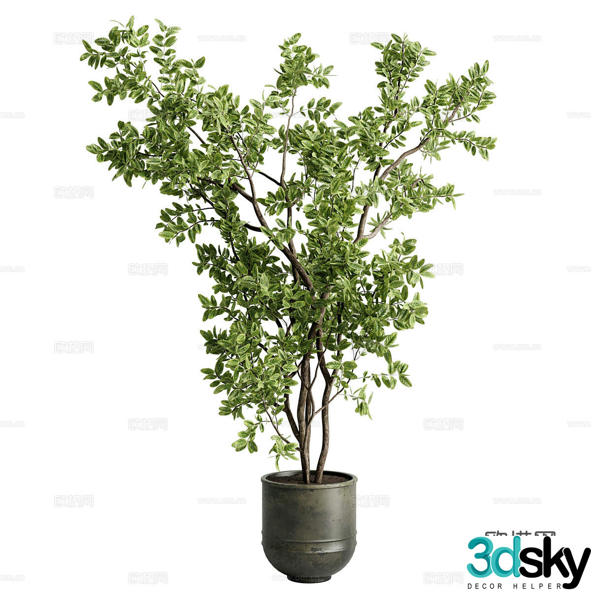 Indoor potted green plants Rubber tree Indoor potted plants 3D model