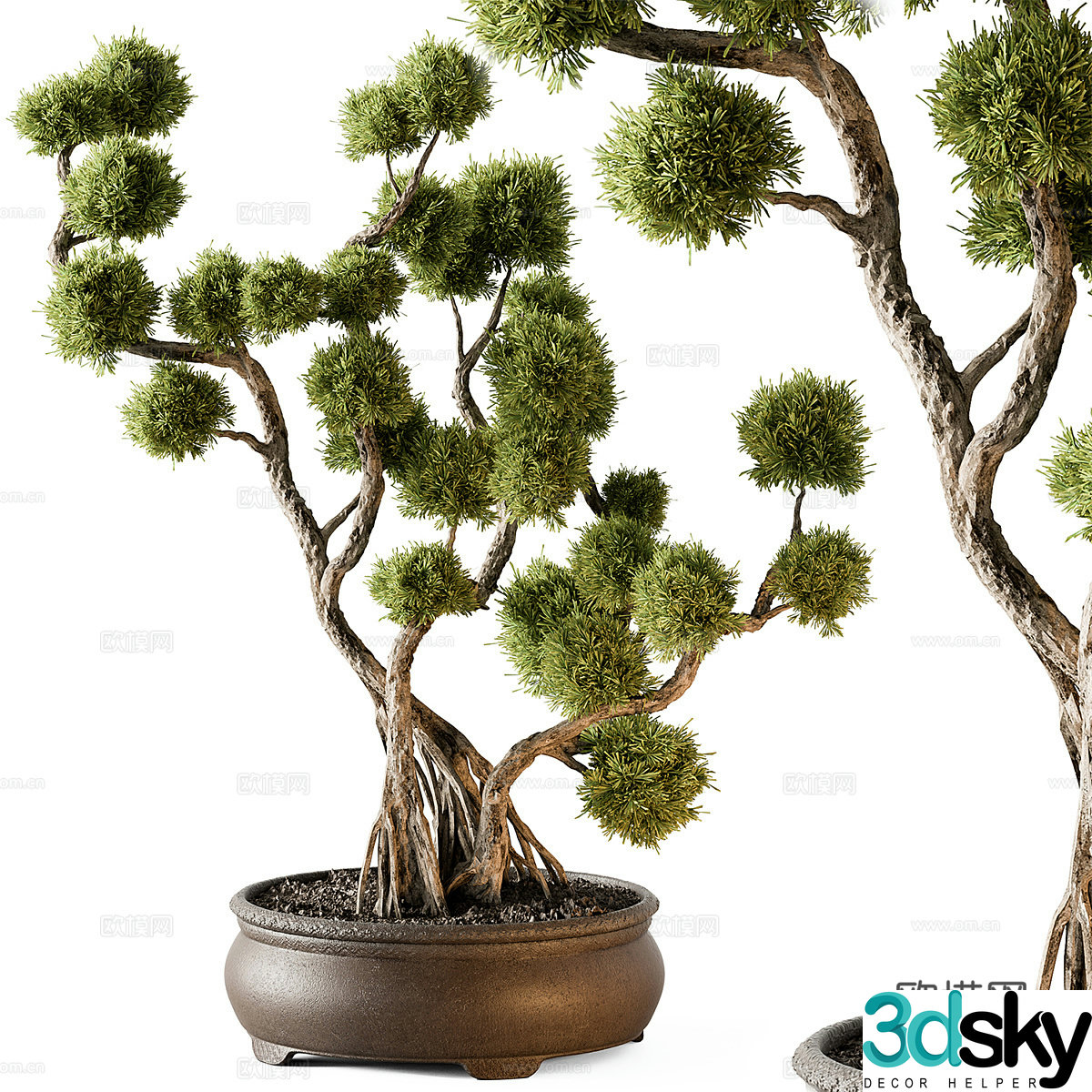 New Chinese-style pine potted plant Bonsai 3D model