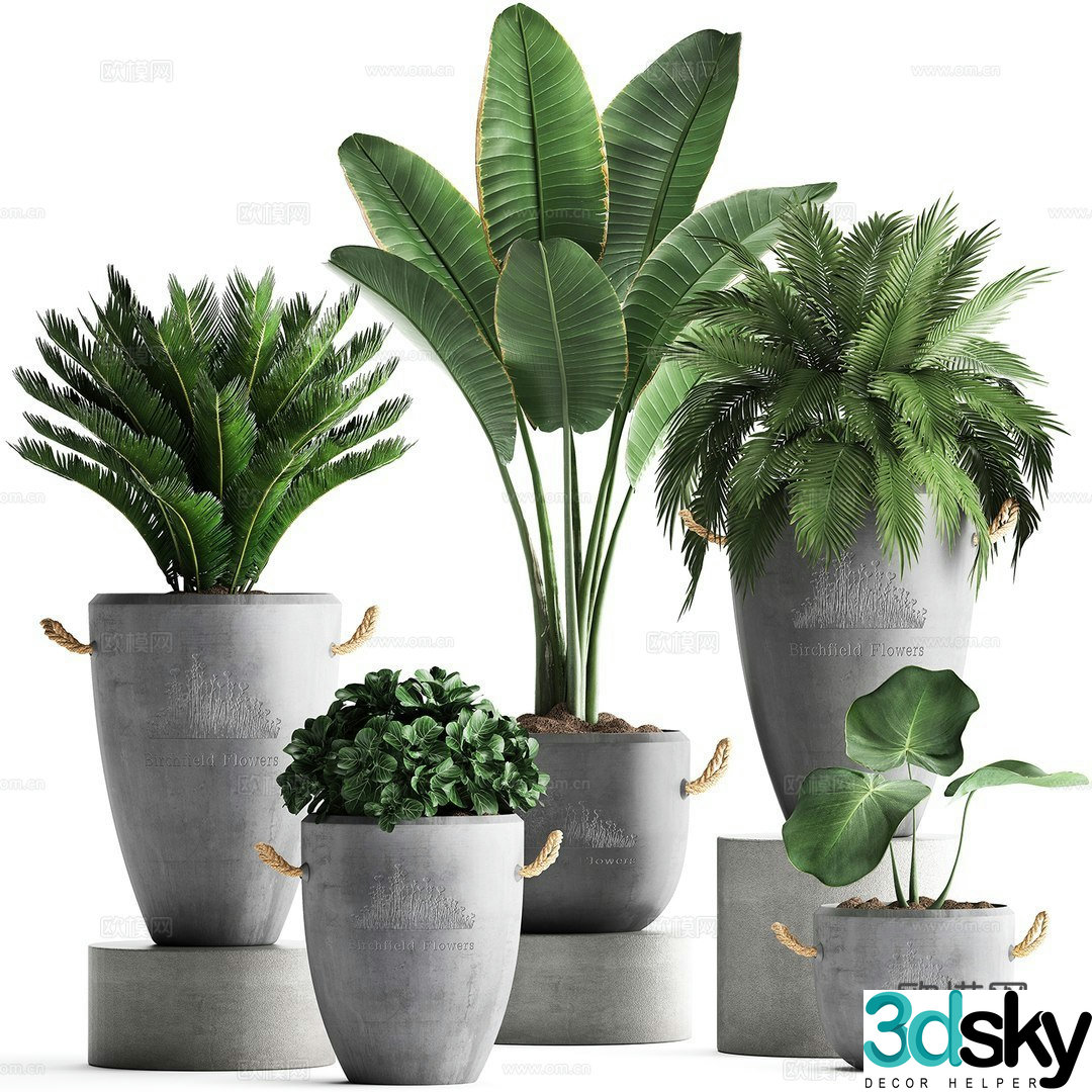 Green plant potted 3D model