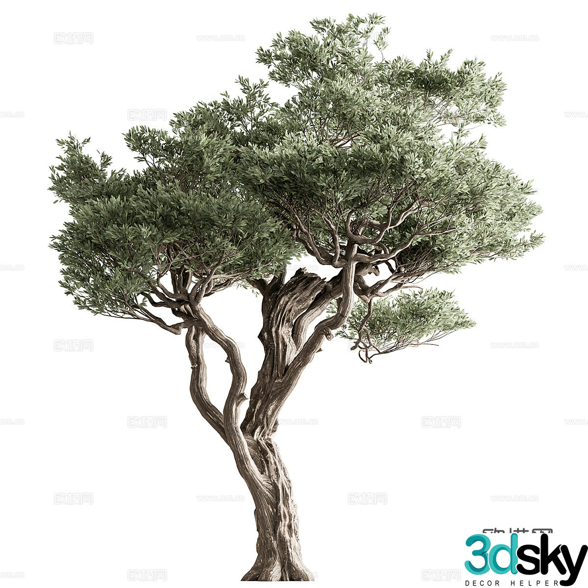 Oil Olive Tree 3D Model