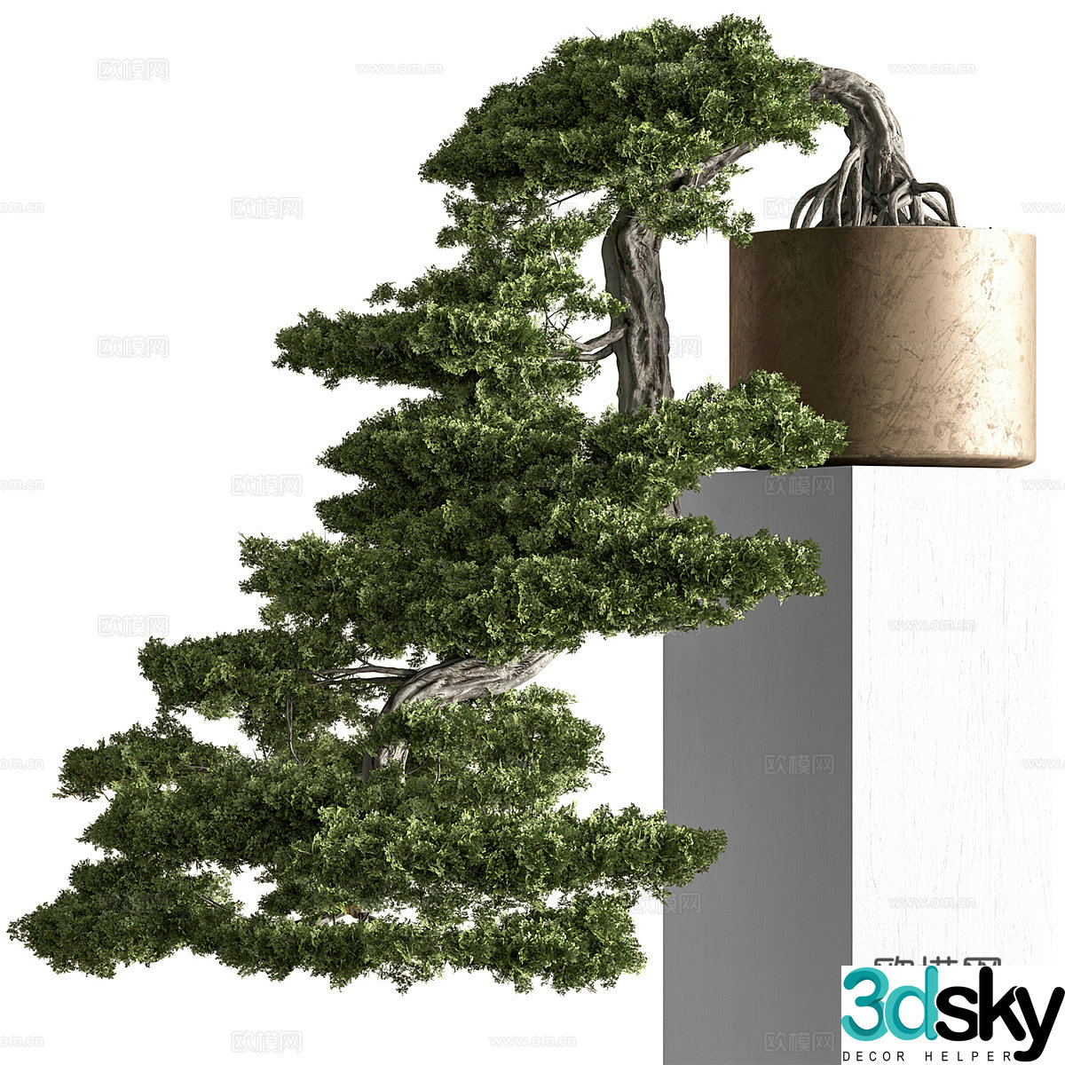 New Chinese pine bonsai 3D model